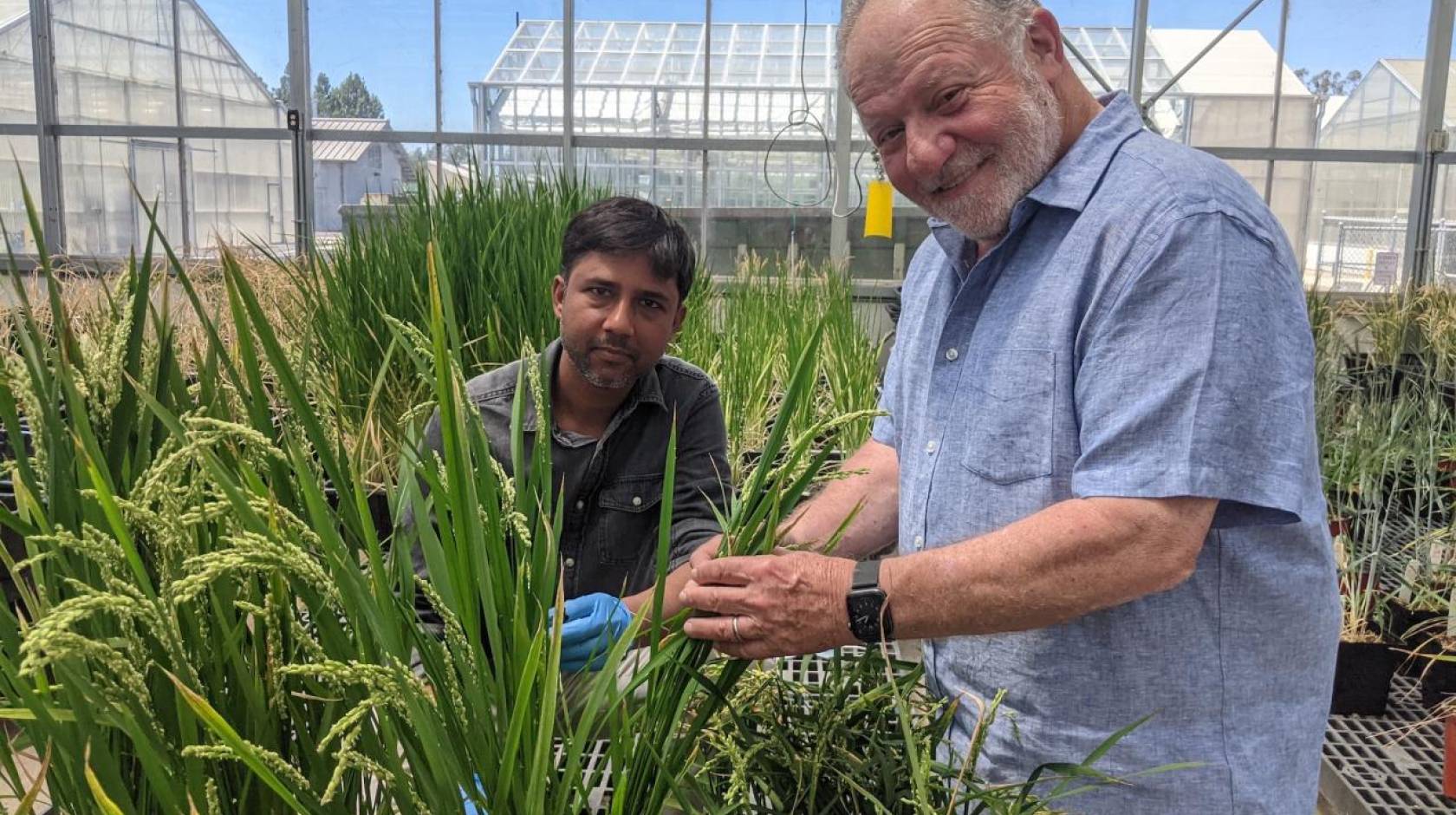 A young man of Southeast Asian descent with an older white man, right, in a greenhouse, examining rice and looking at the camera