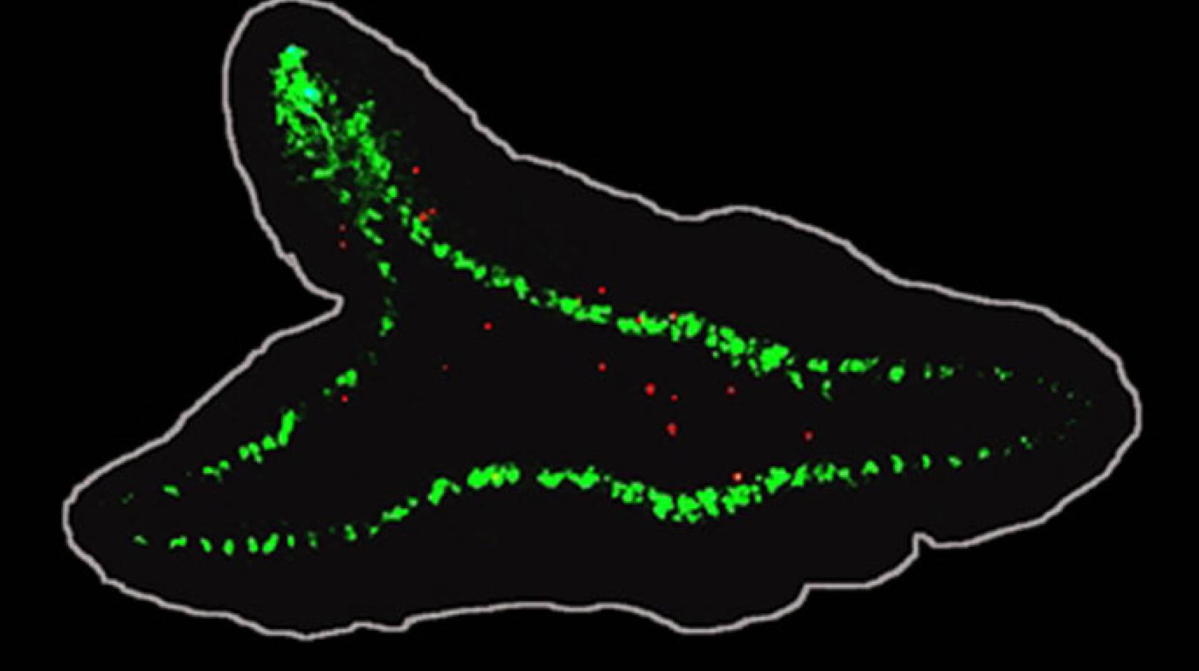 UC Merced cancer and brain cells