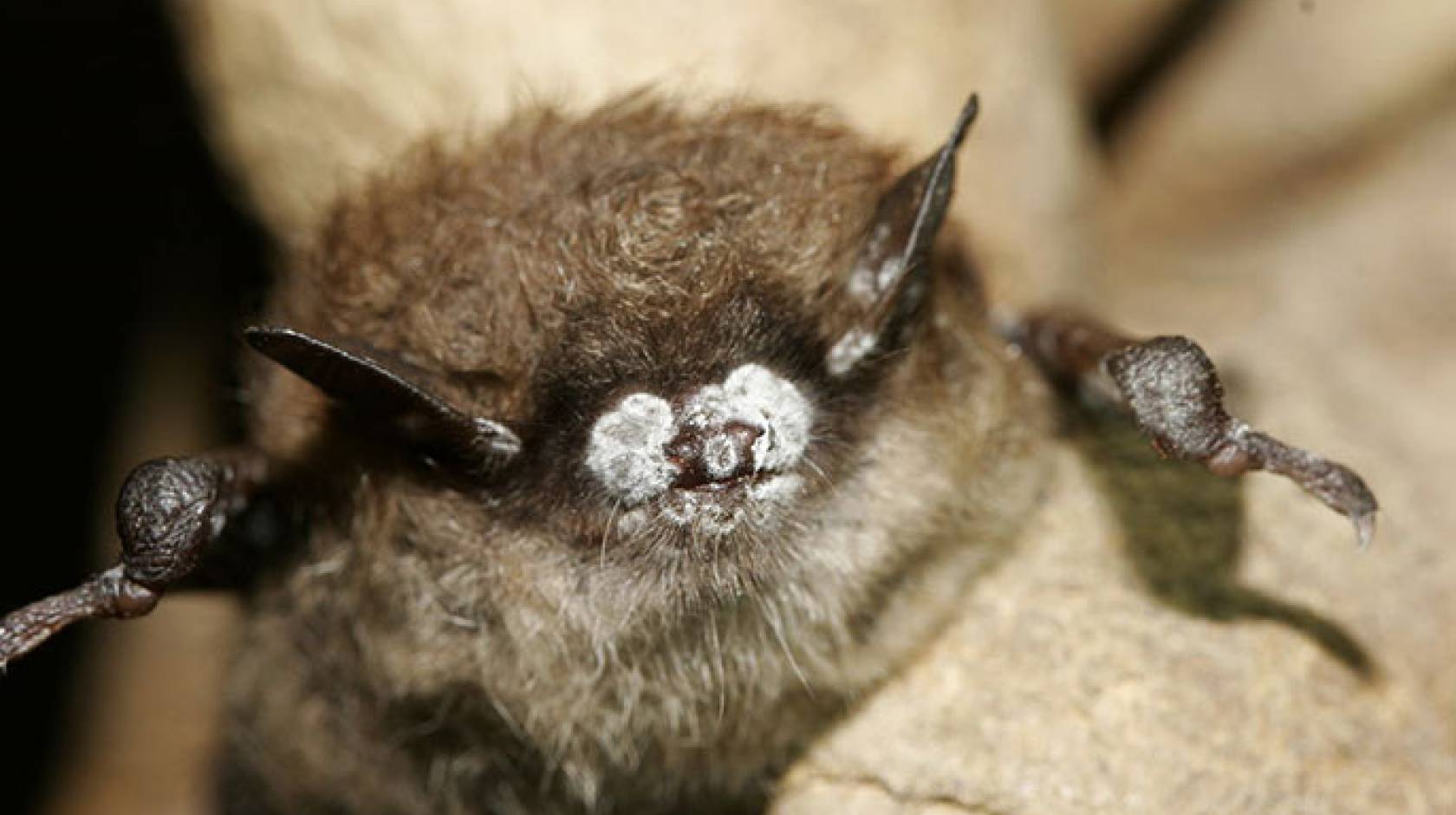 brown bat with white nose fungus