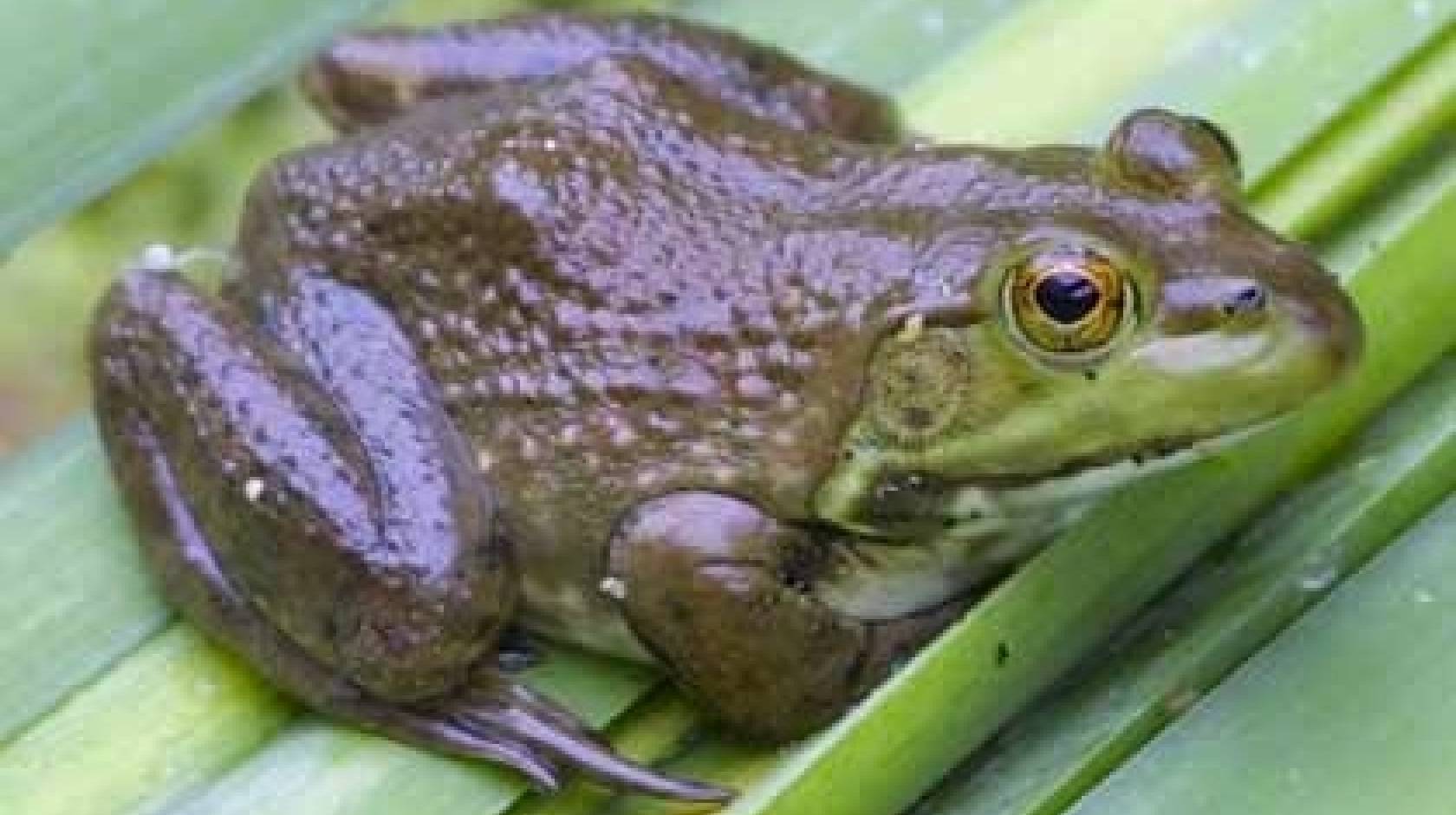 Bullfrog sitting on leaf