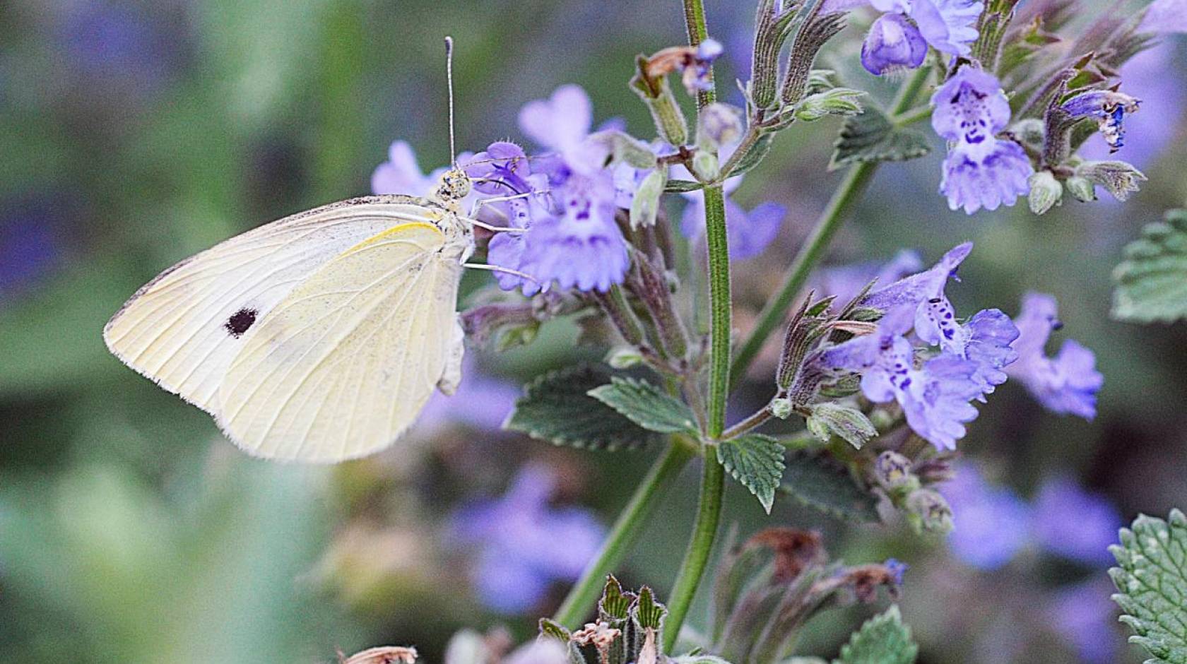Cabbage white butterfly on lilac-colored flowers