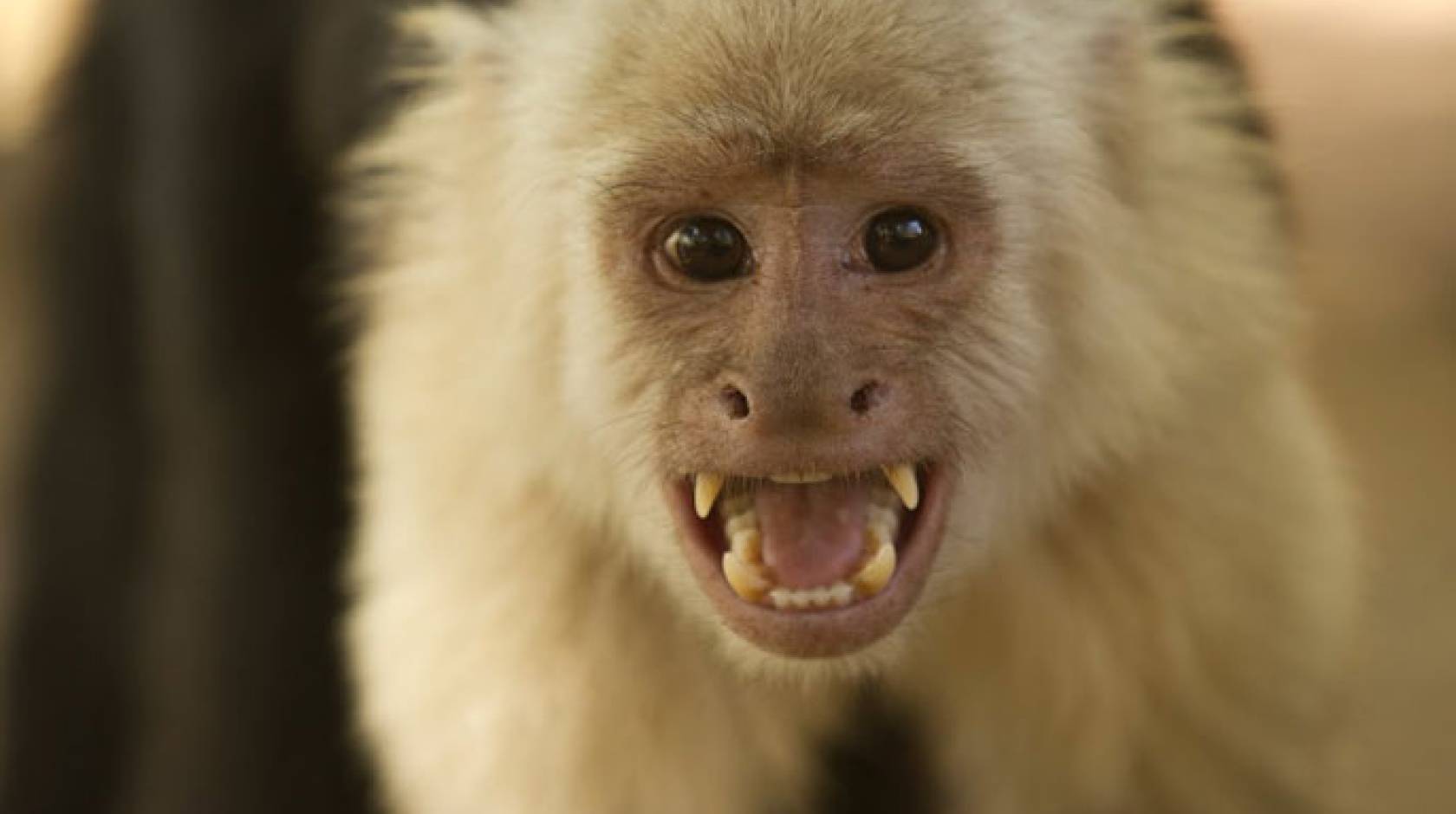Capuchin monkey UCLA