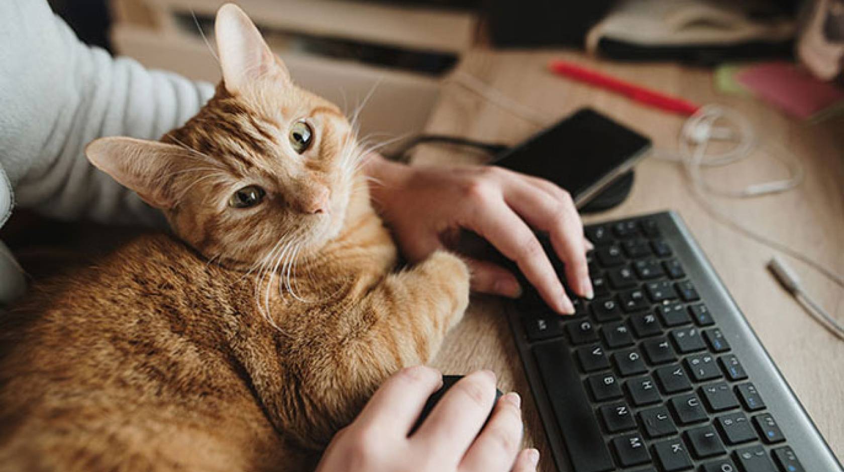 Cat sitting at keyboard