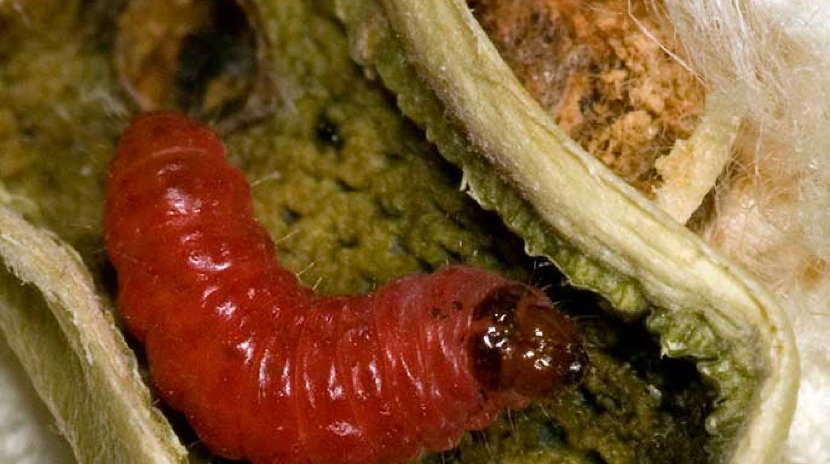 bollworm caterpillar