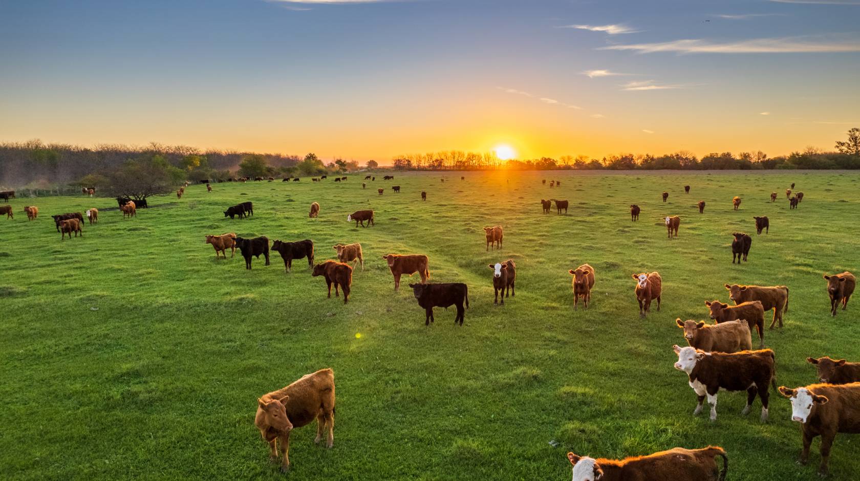 The sun sets on the horizon as cattle graze in the field