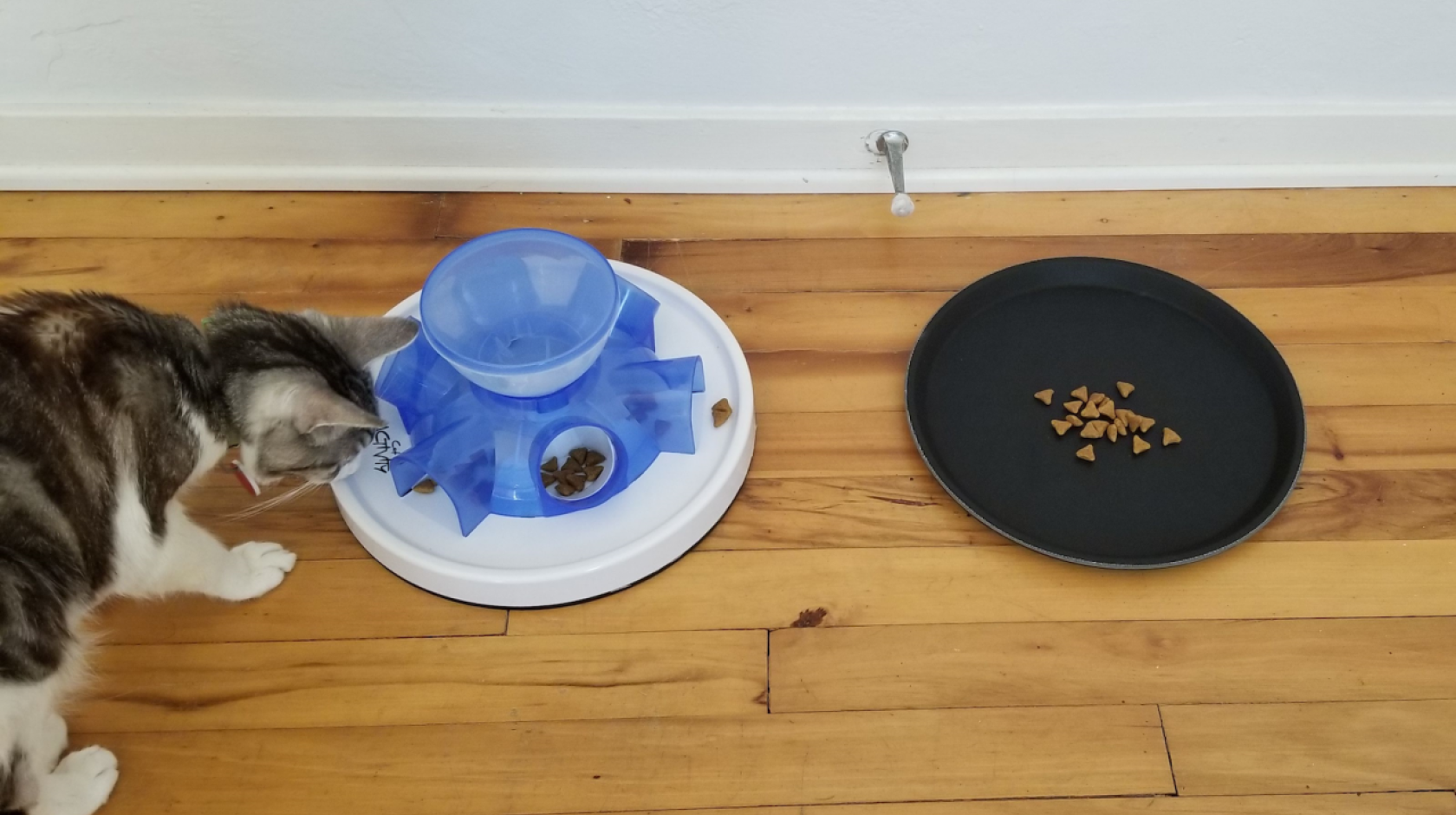 A cat looks at a food puzzle