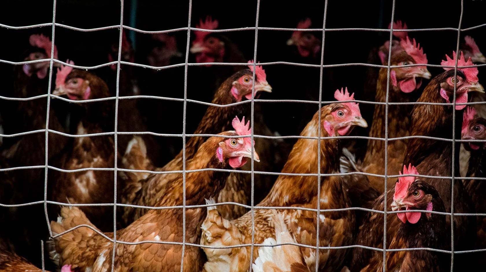 Chickens behind a pen of barbed wire