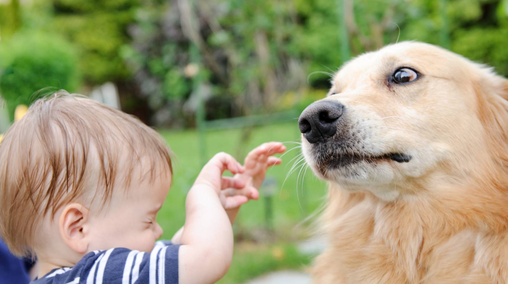 Child scared of golden retriever, also scared