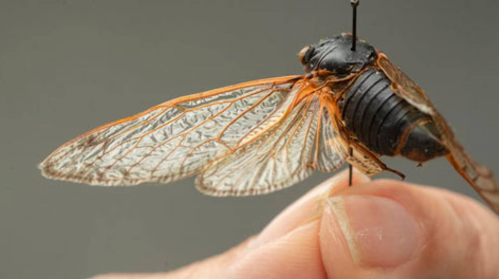 Close-up cicada photo