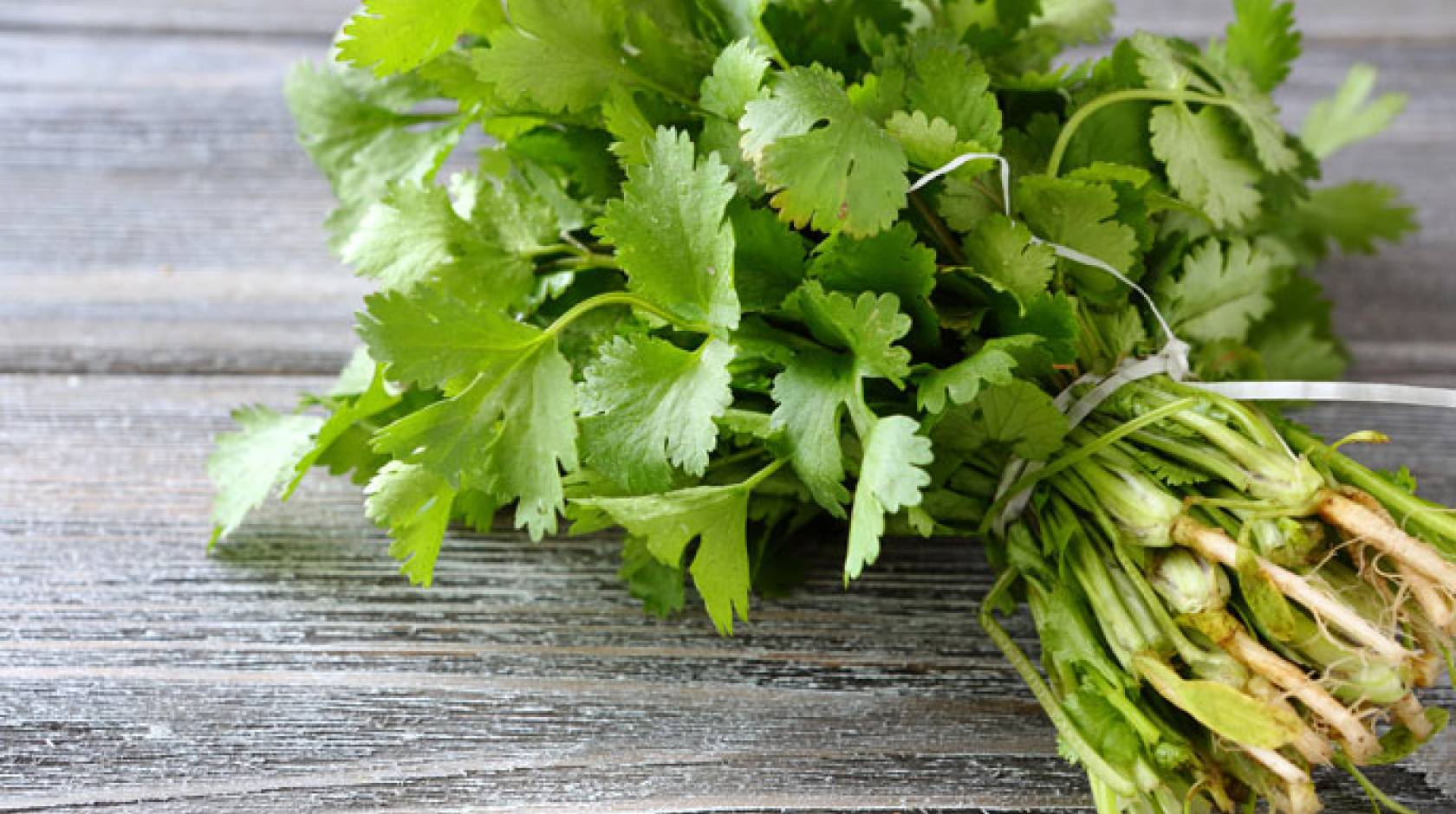 Cilantro on a grey table