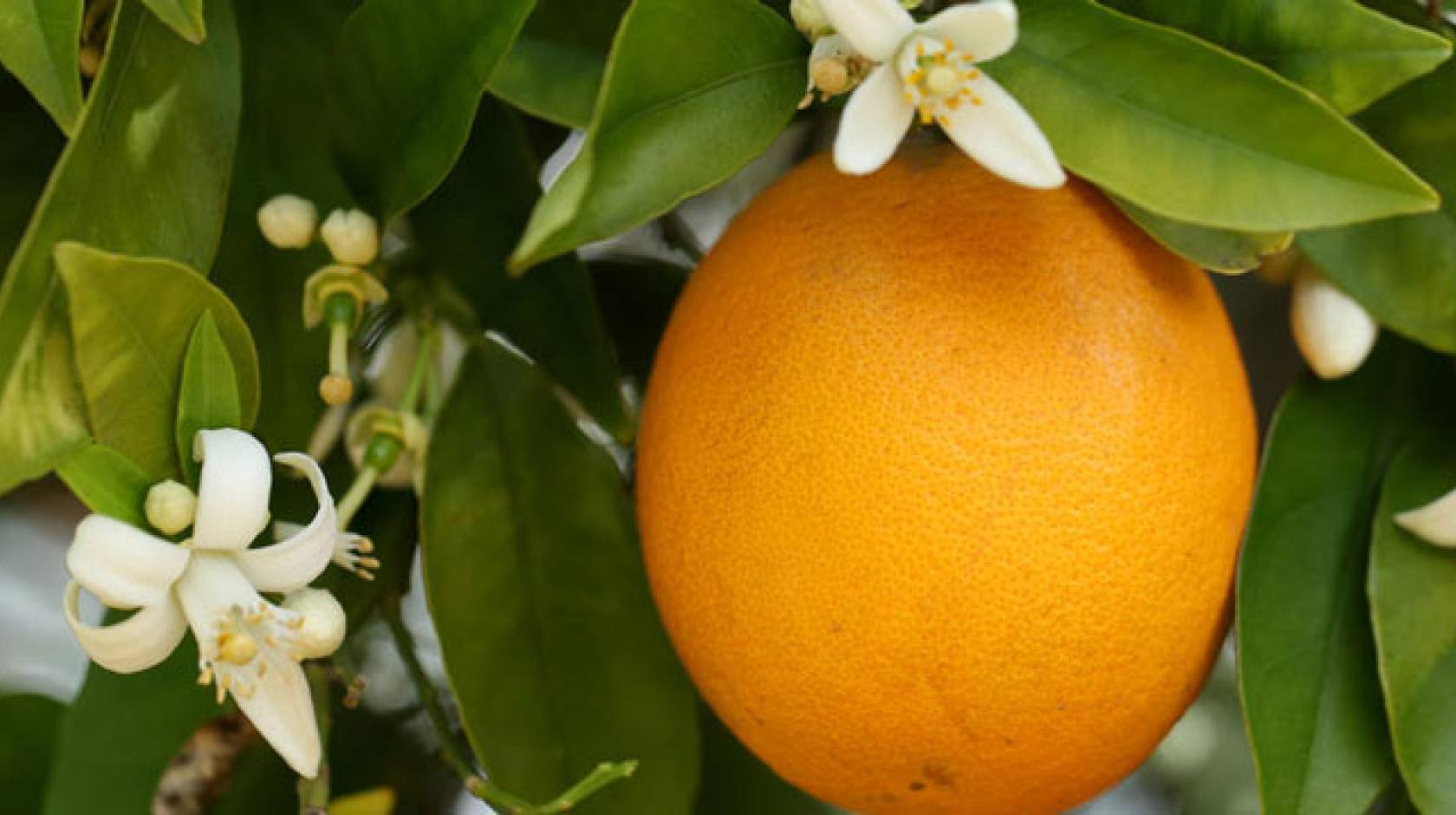 Grapefruit hanging from tree