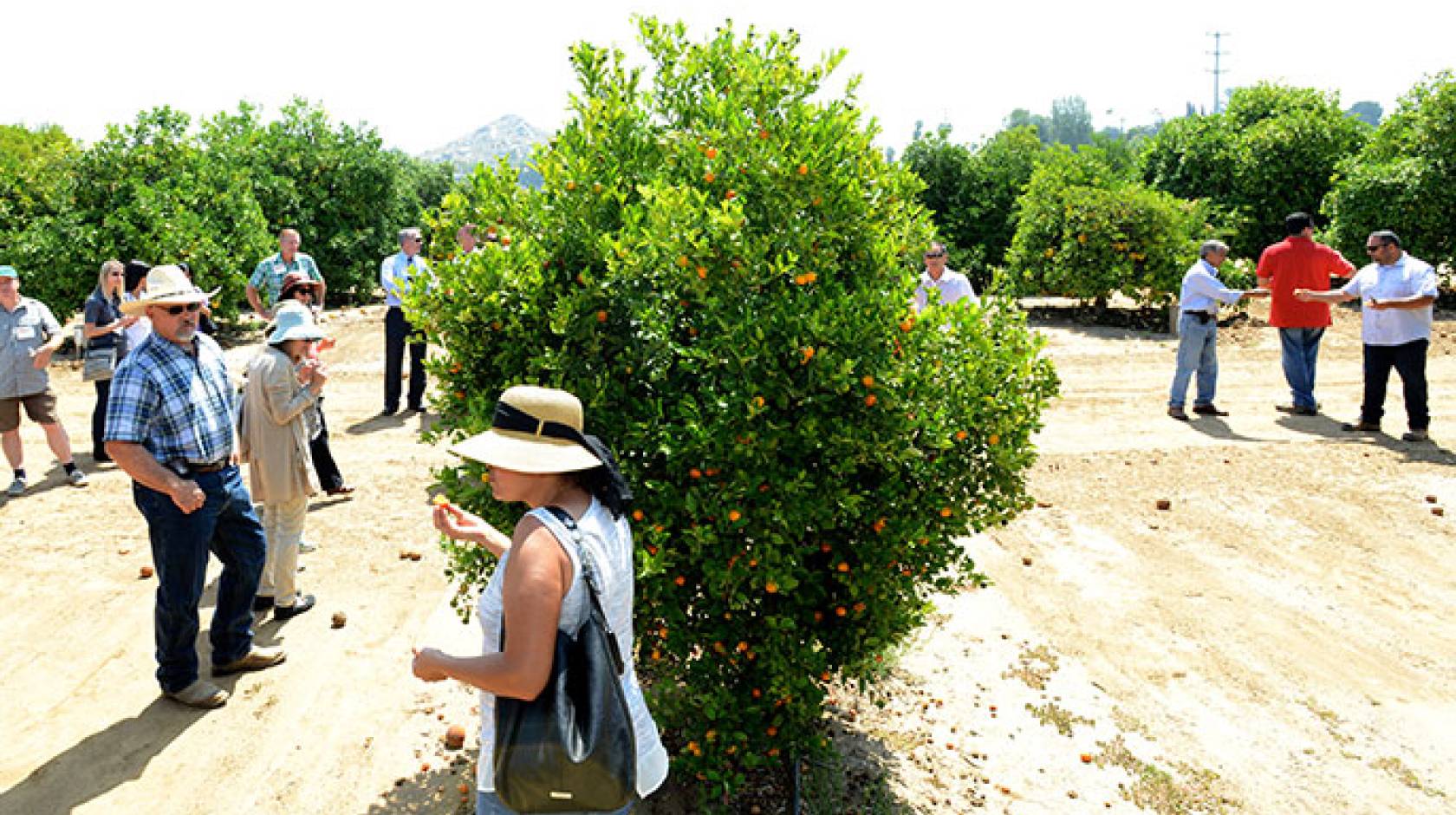 UC Riverside citrus safety