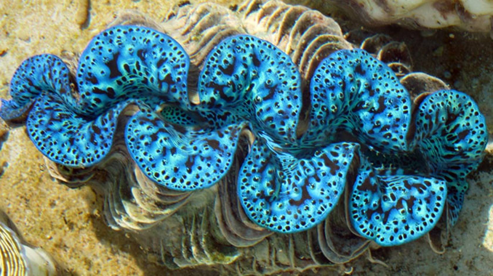 UC Santa Barbara giant clams