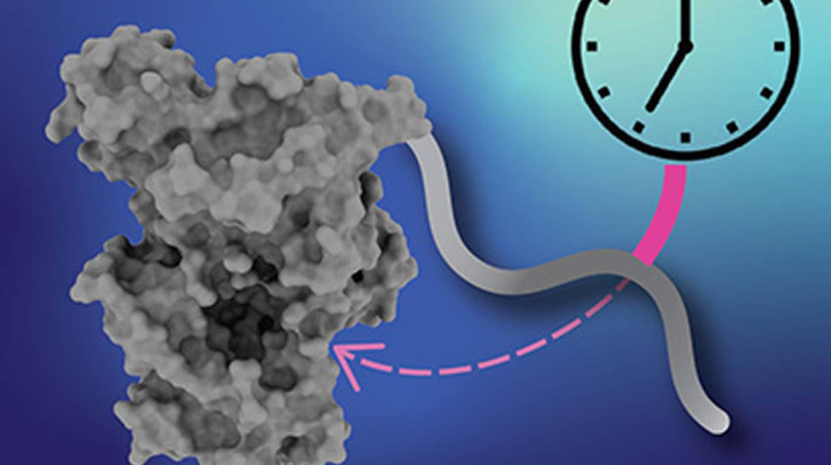 Clock protein illustration