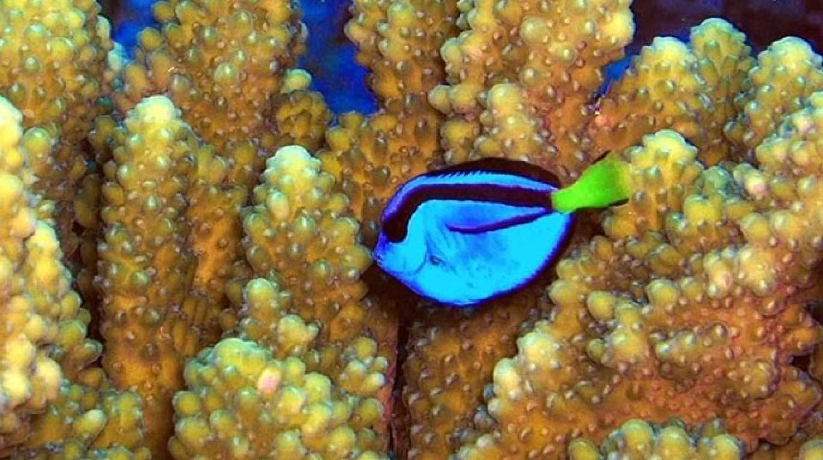 Coral reef surgeonfish