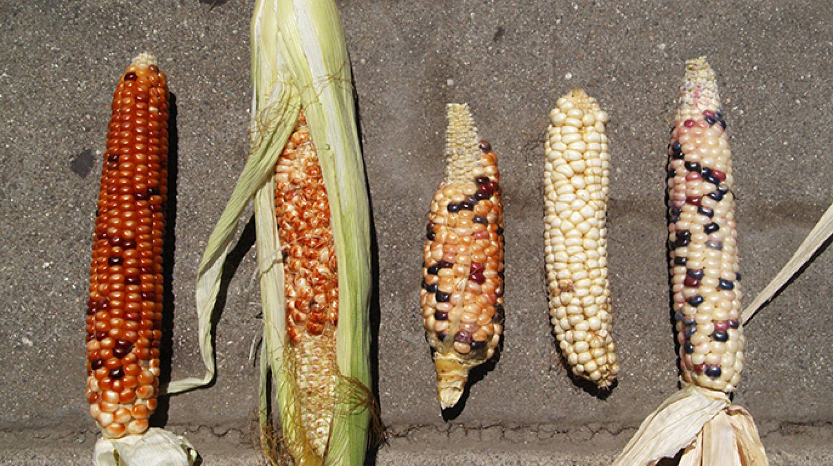 A sampling of the diversity of corn found in Southern California urban gardens.