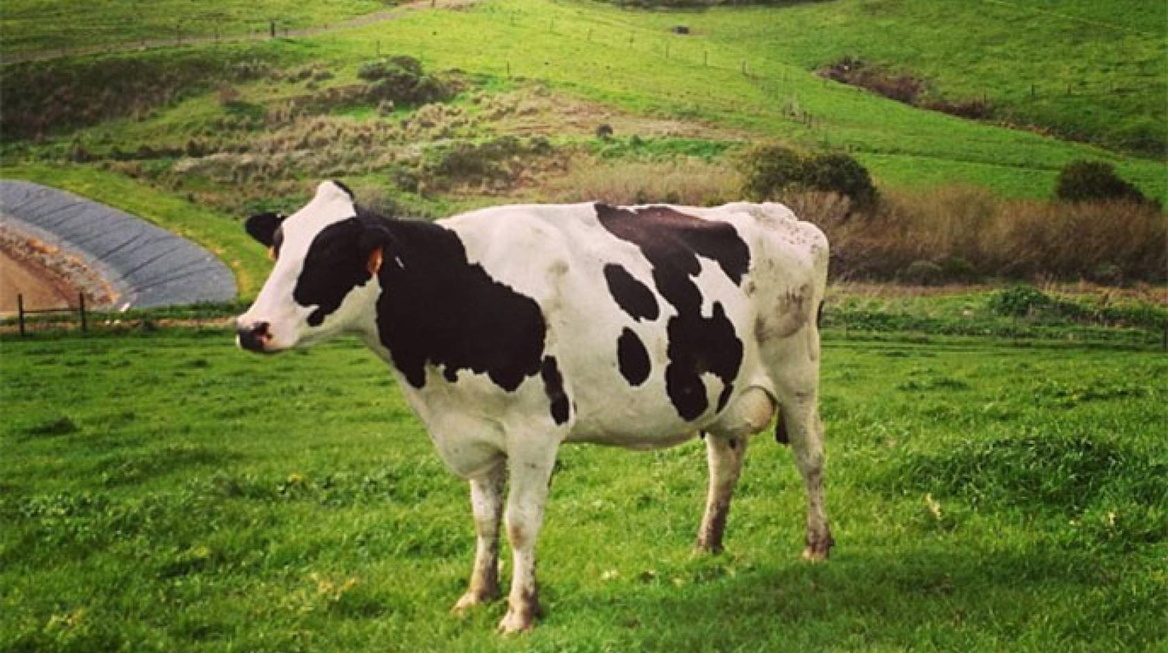 Cow