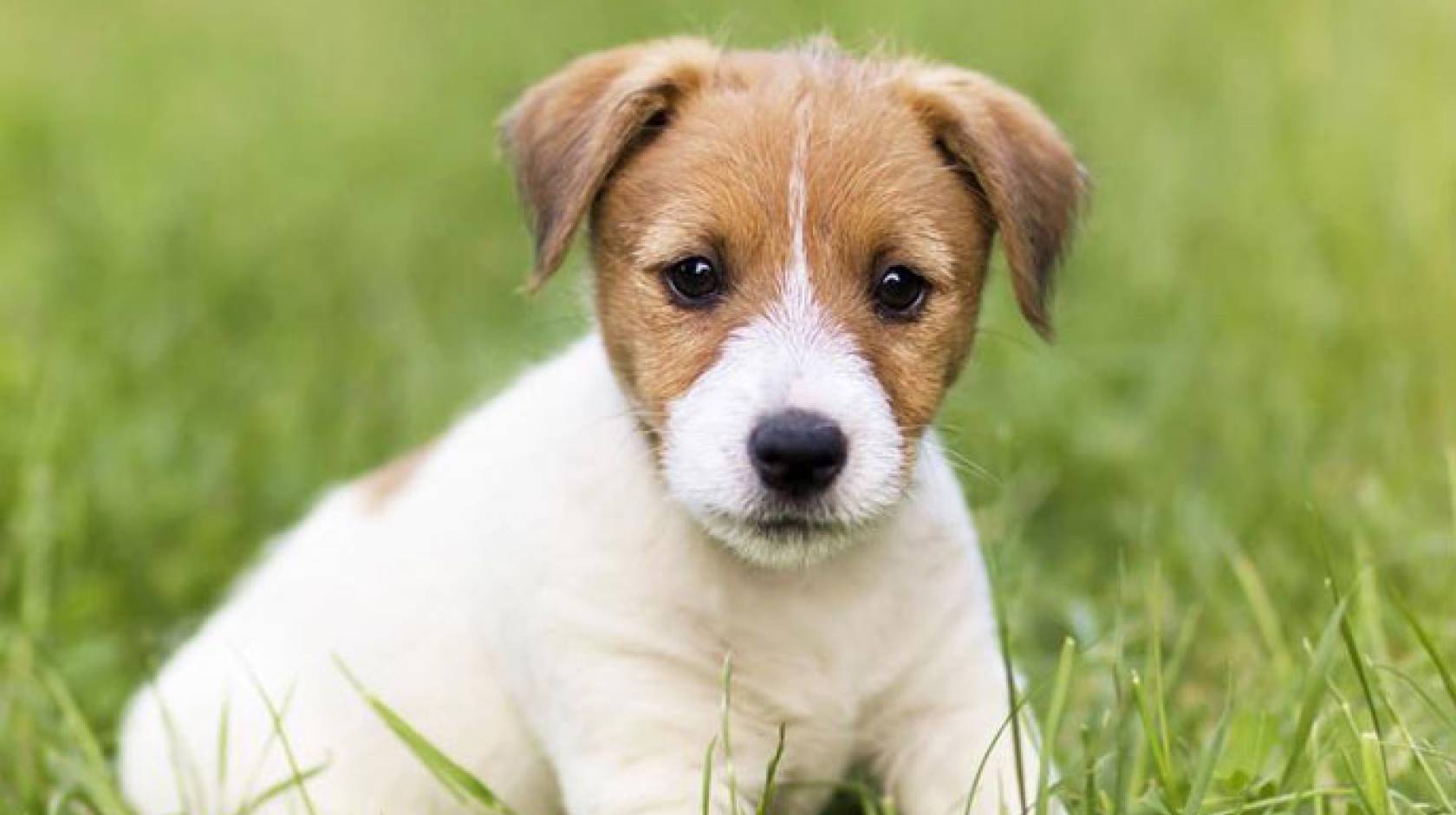 Cute puppy in the grass