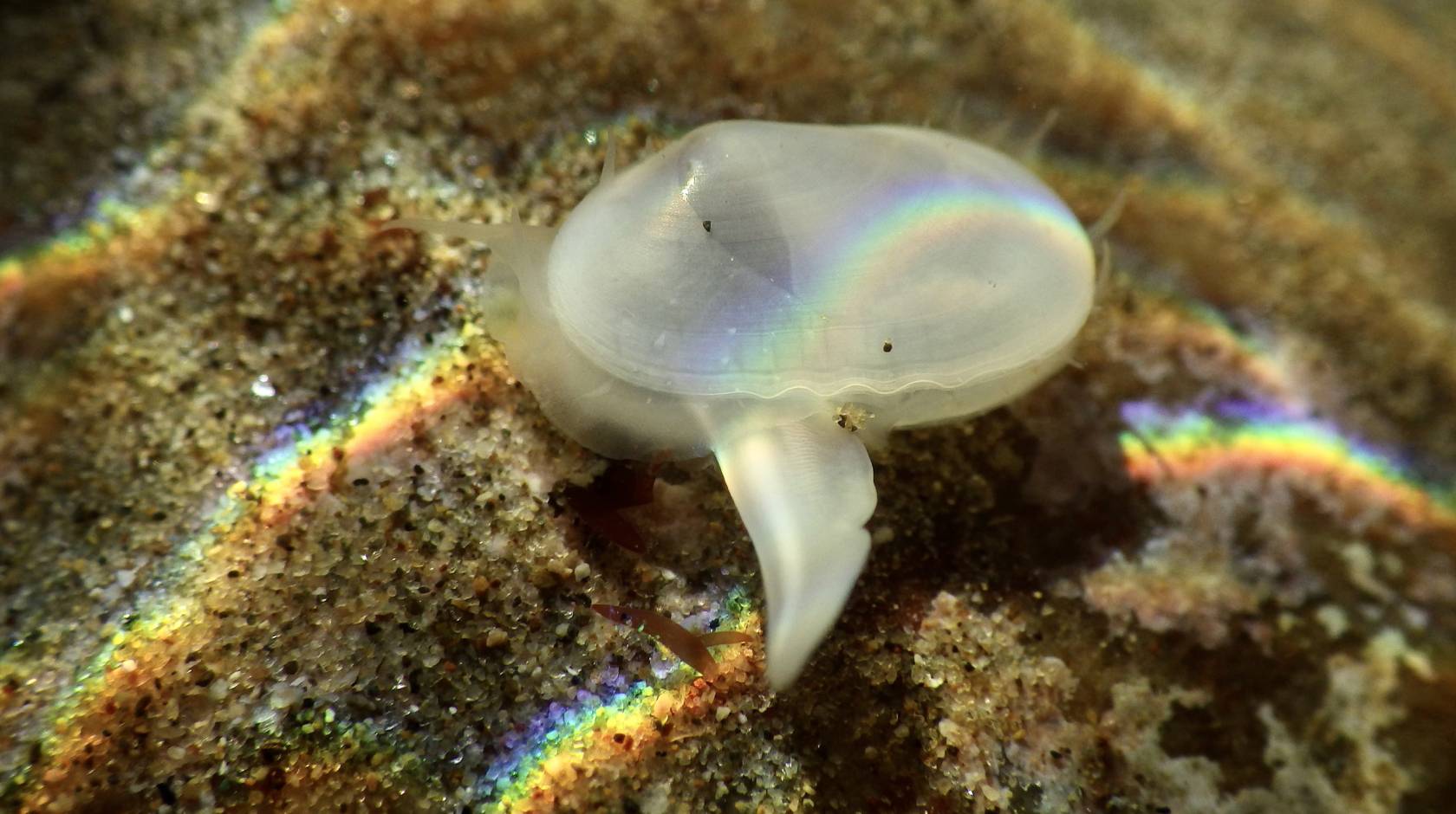 A little pale white clam underwater