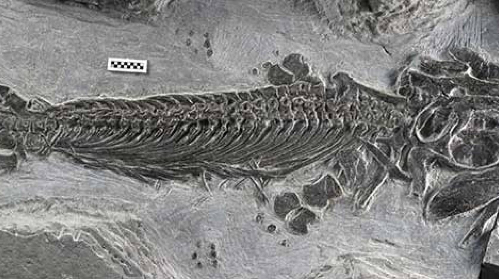 amphibious ichthyosaur fossil