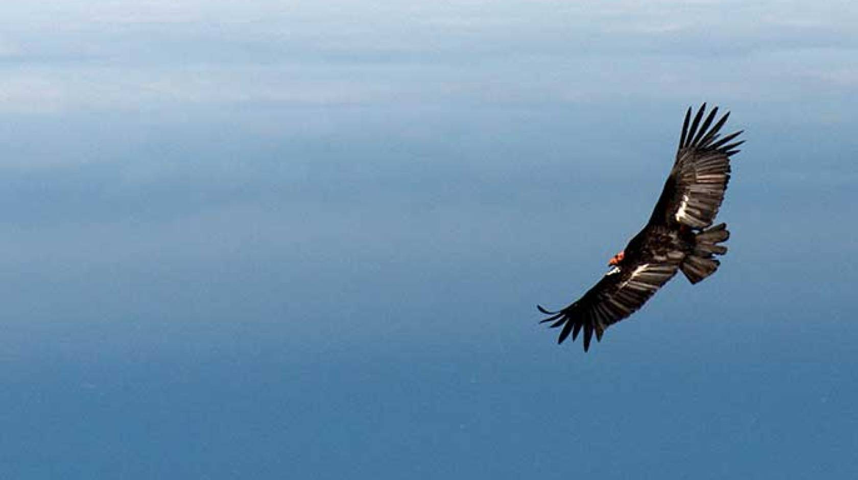 California condor (UC Davis)