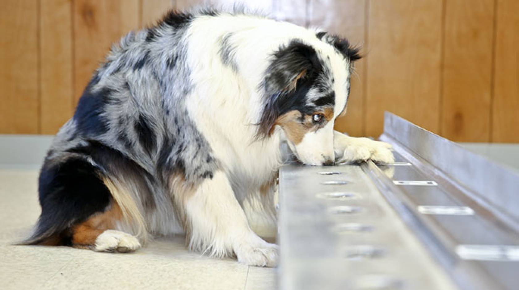 Stewie the cancer-sniffing dog