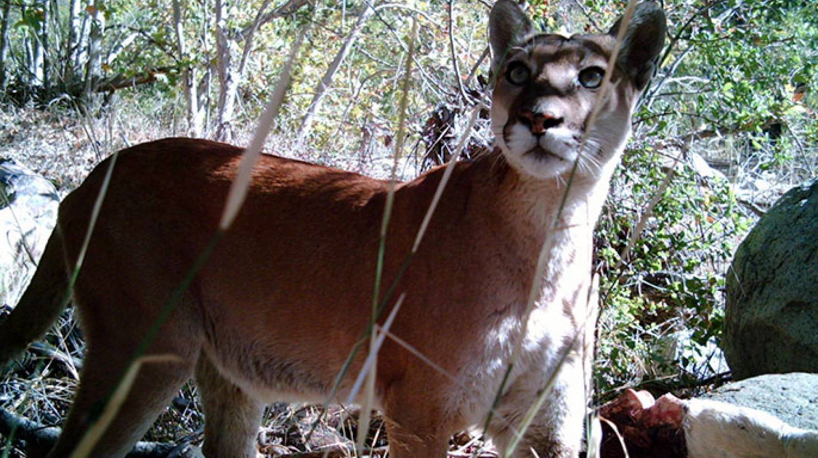 mountain lion