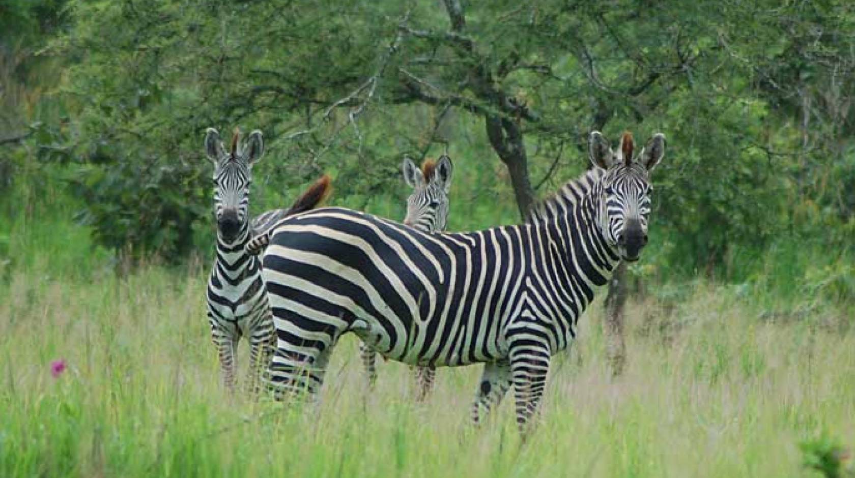 Plains Zebra  National Geographic