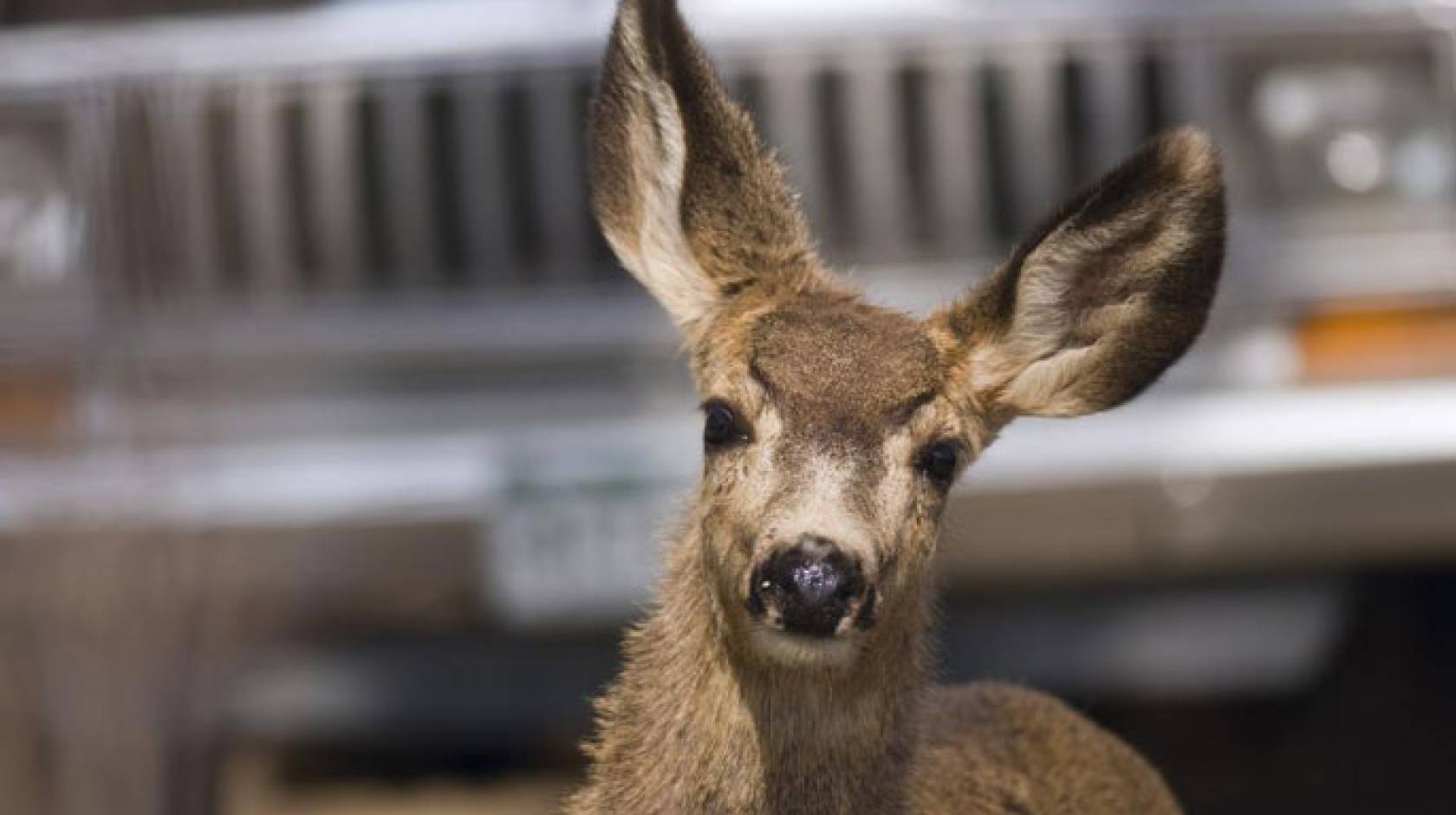 UC Davis deer study