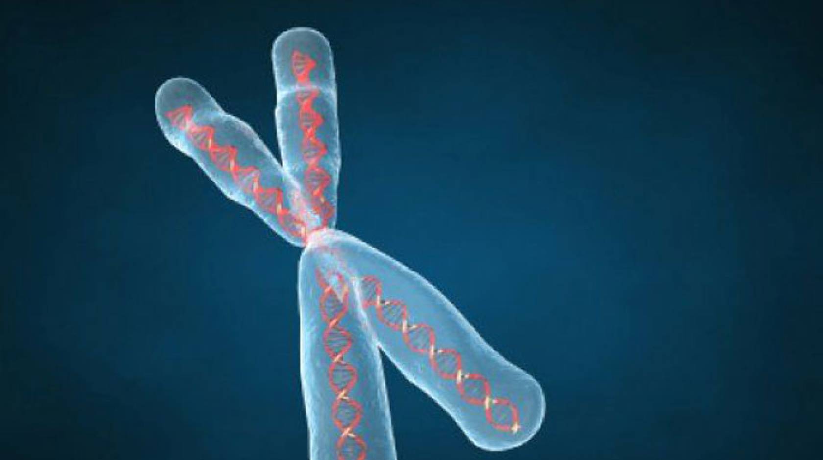DNA Chromosome