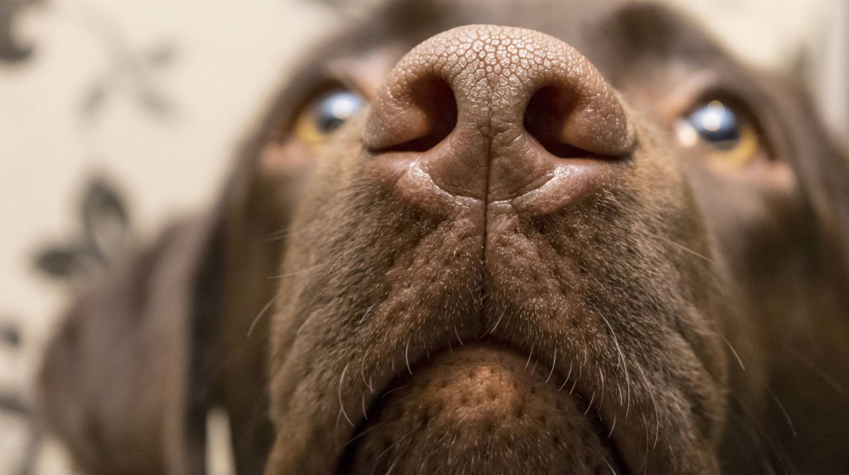 Closeup of a dog's nose