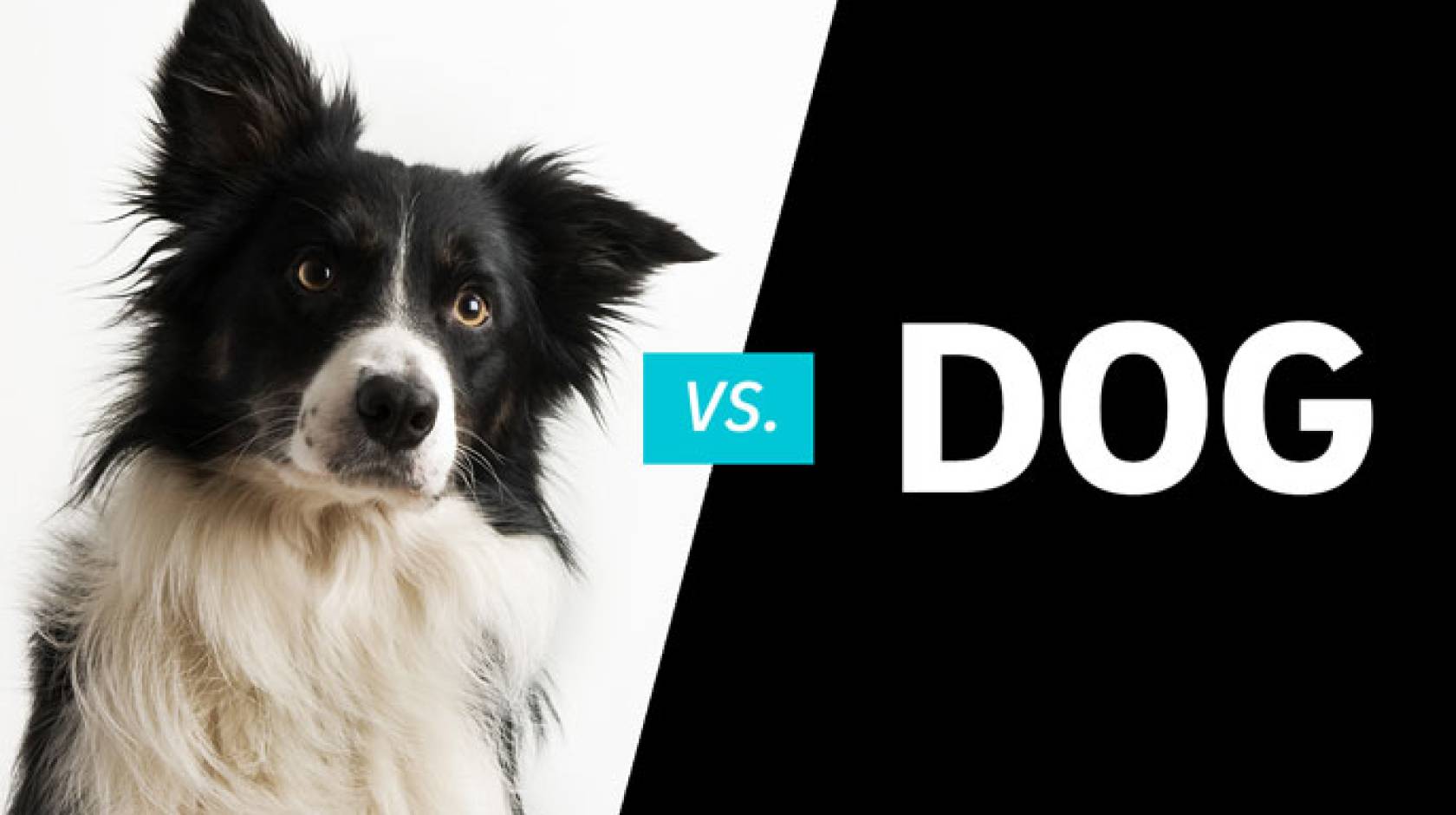 Dog vs dog UC San Diego