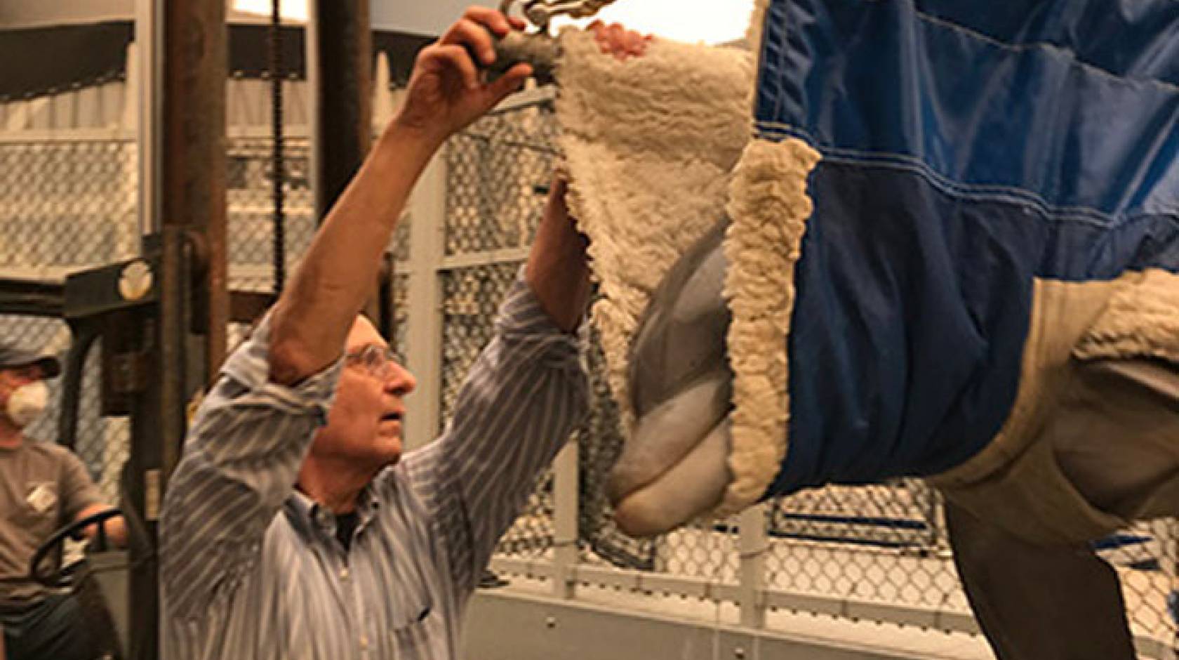 Dolphin waiting to be evacuated in a sling