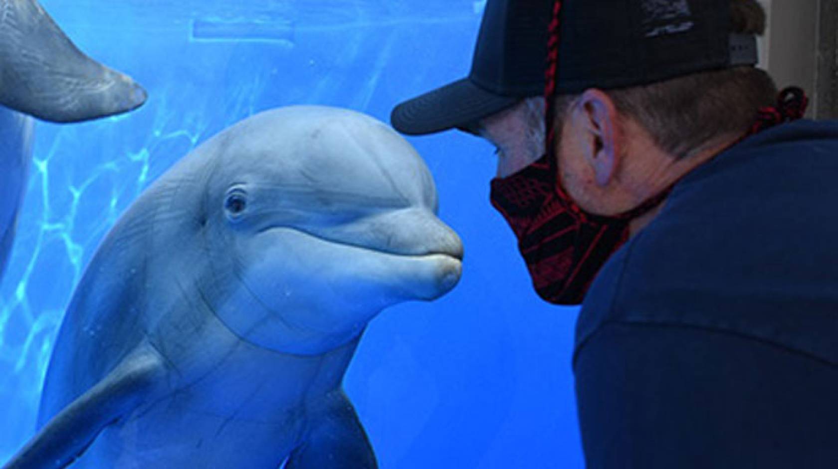 Dolphin encountering a man with a mask