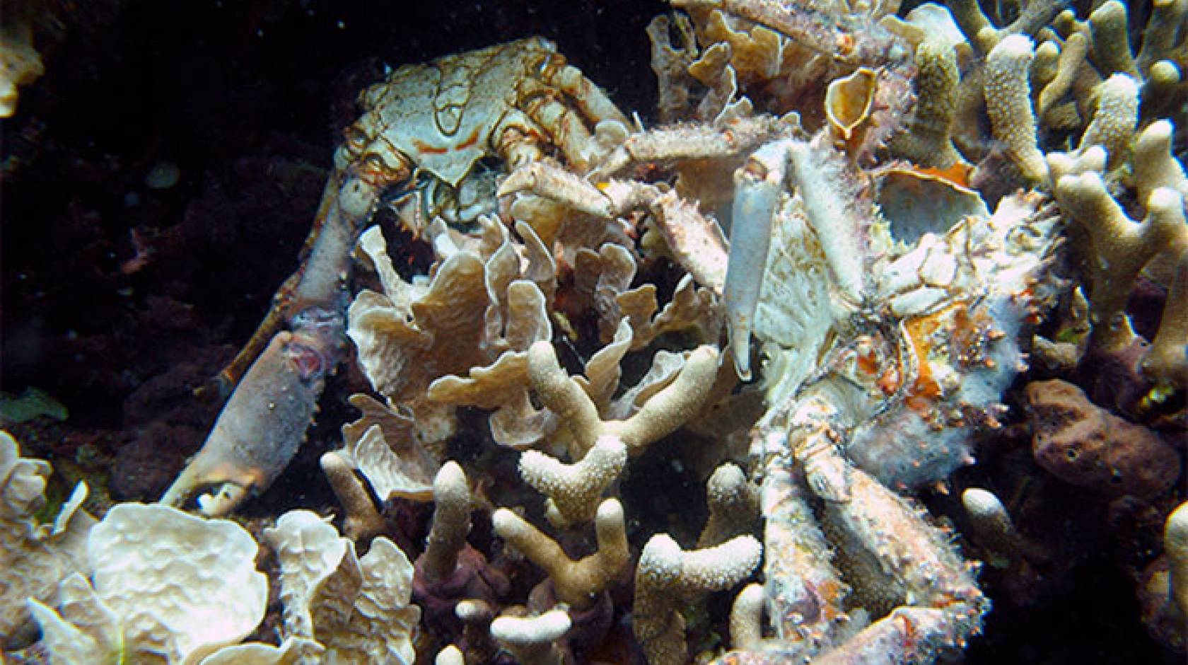 UC San Diego dying coral