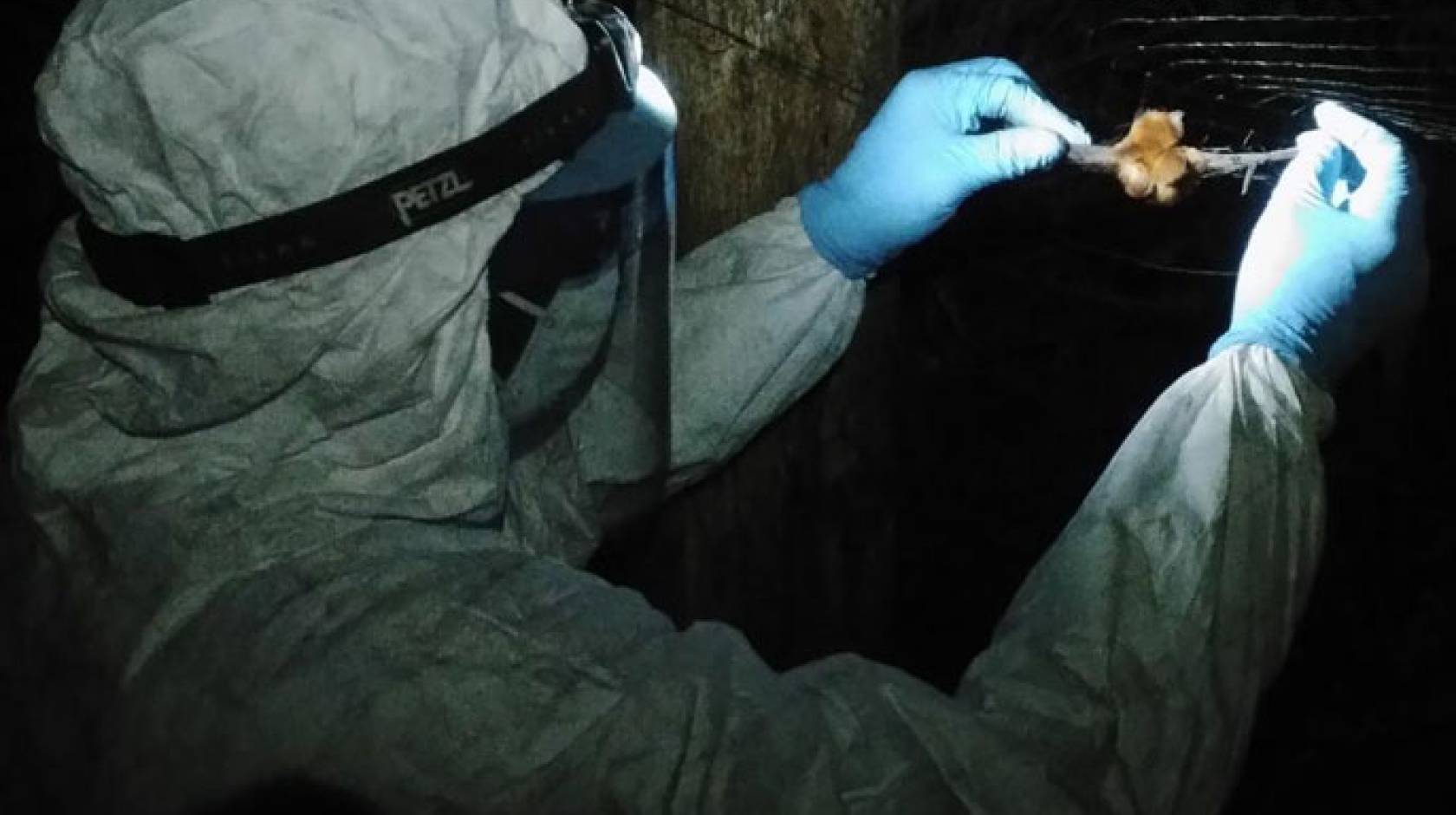 Scientist in hazmat suit holds bat