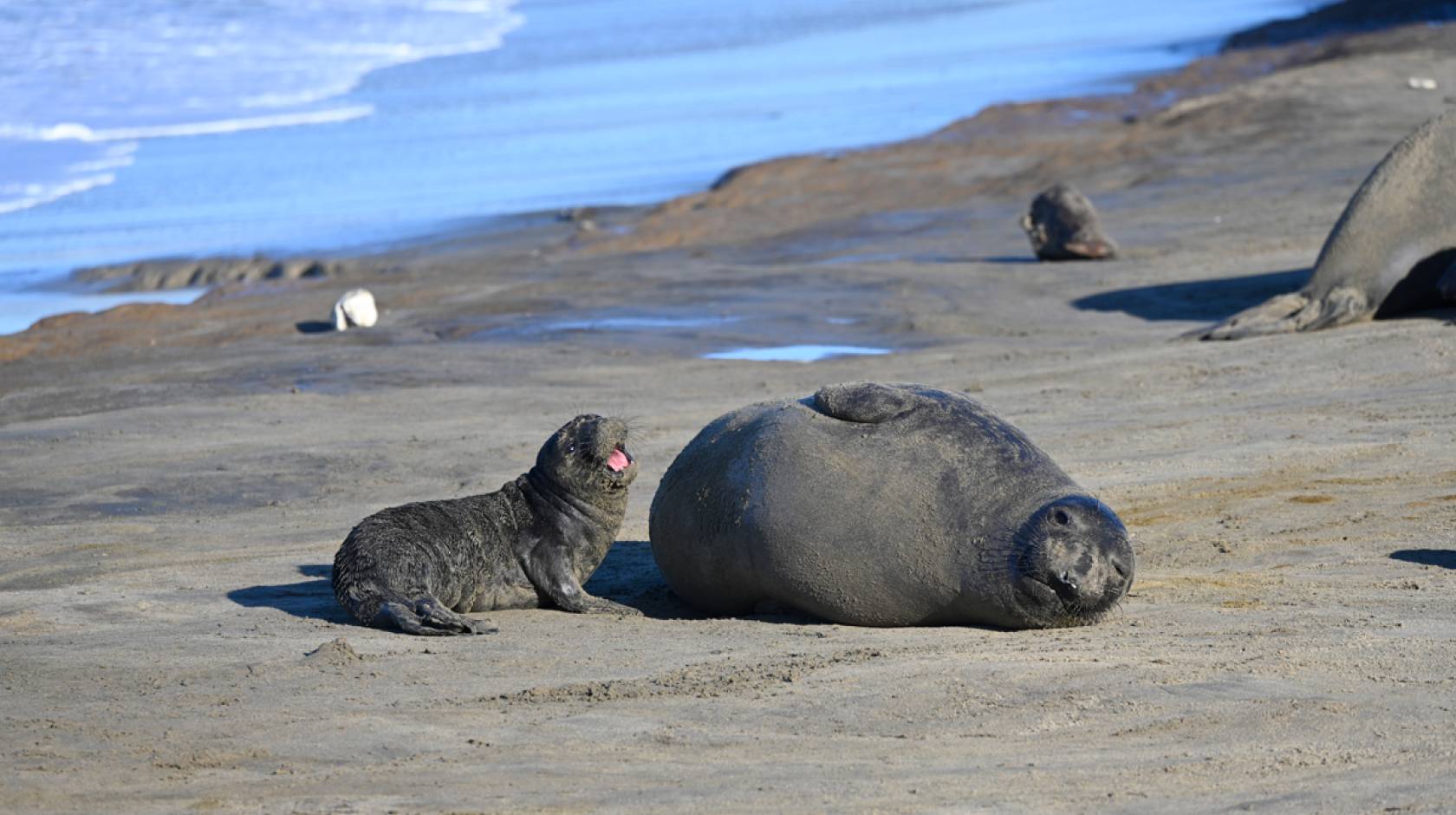 Elephant seal pup next to its mother on the beach