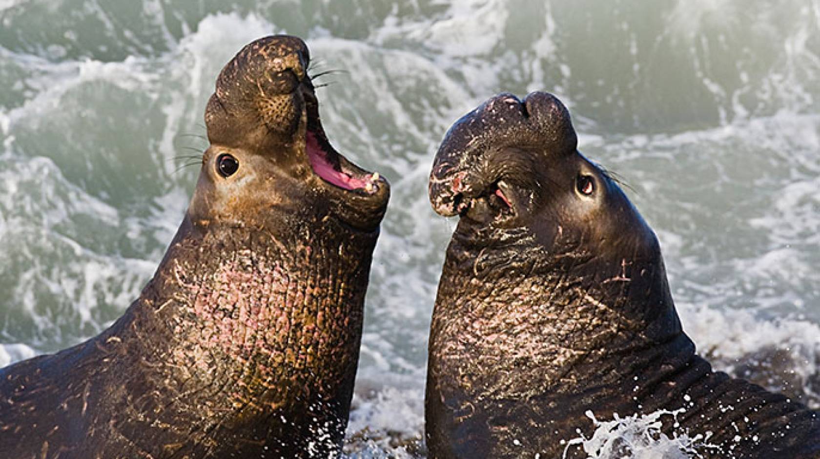 elephant seals