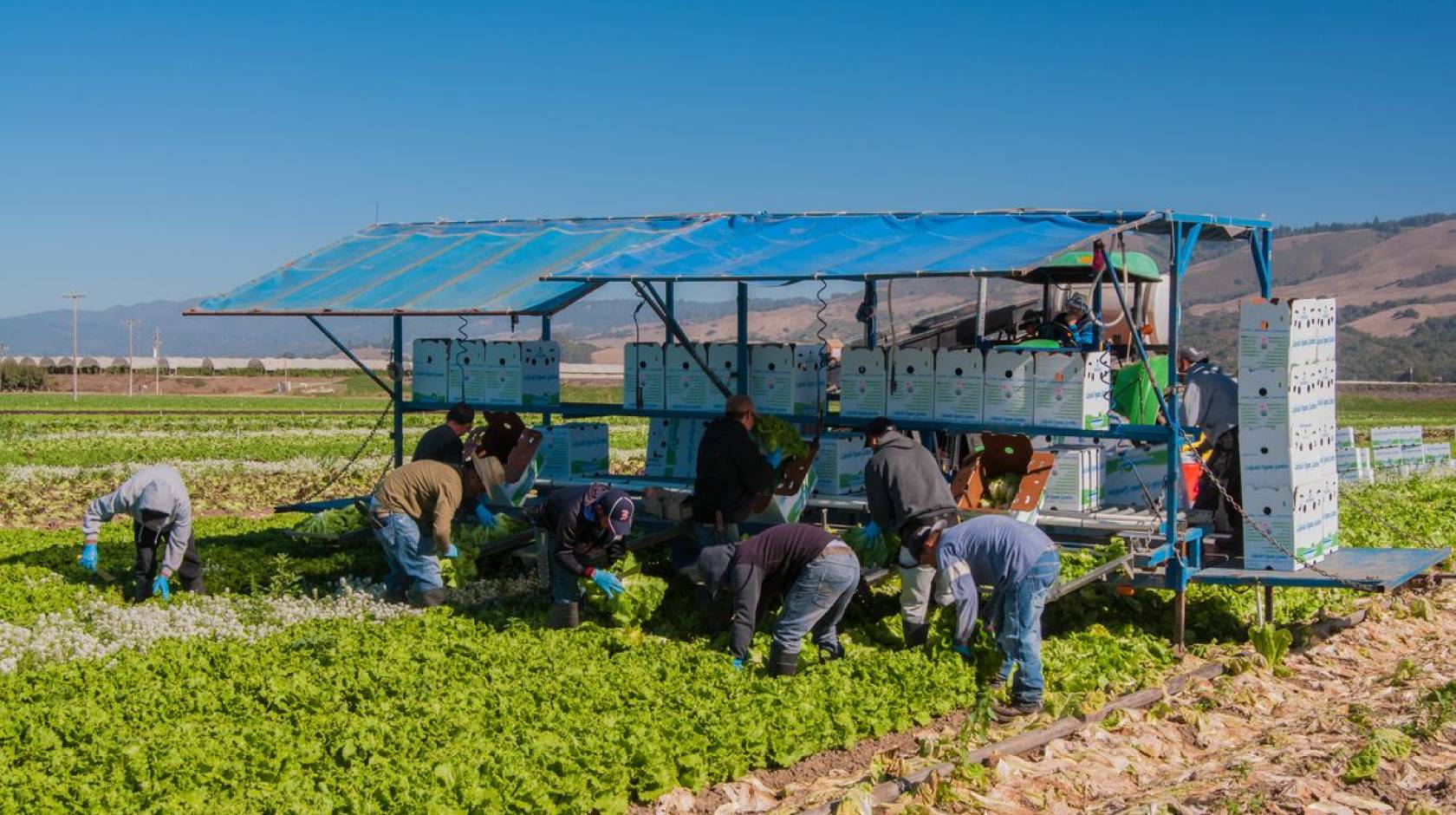 Farmworkers in the field