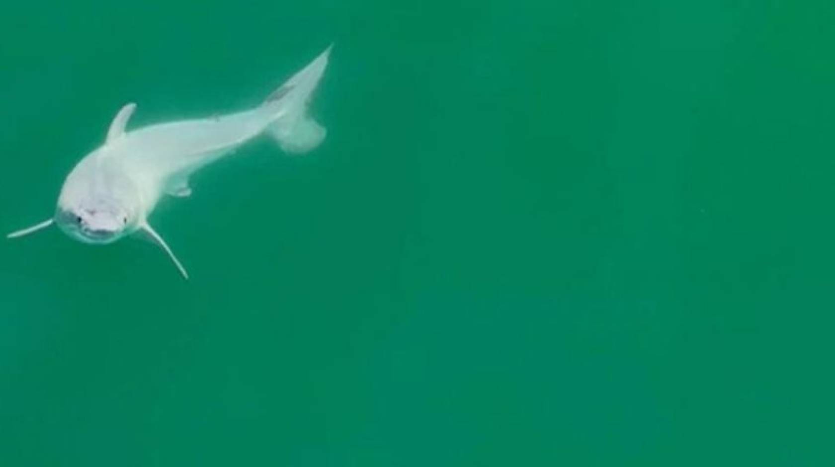 Great white shark baby in a green ocean