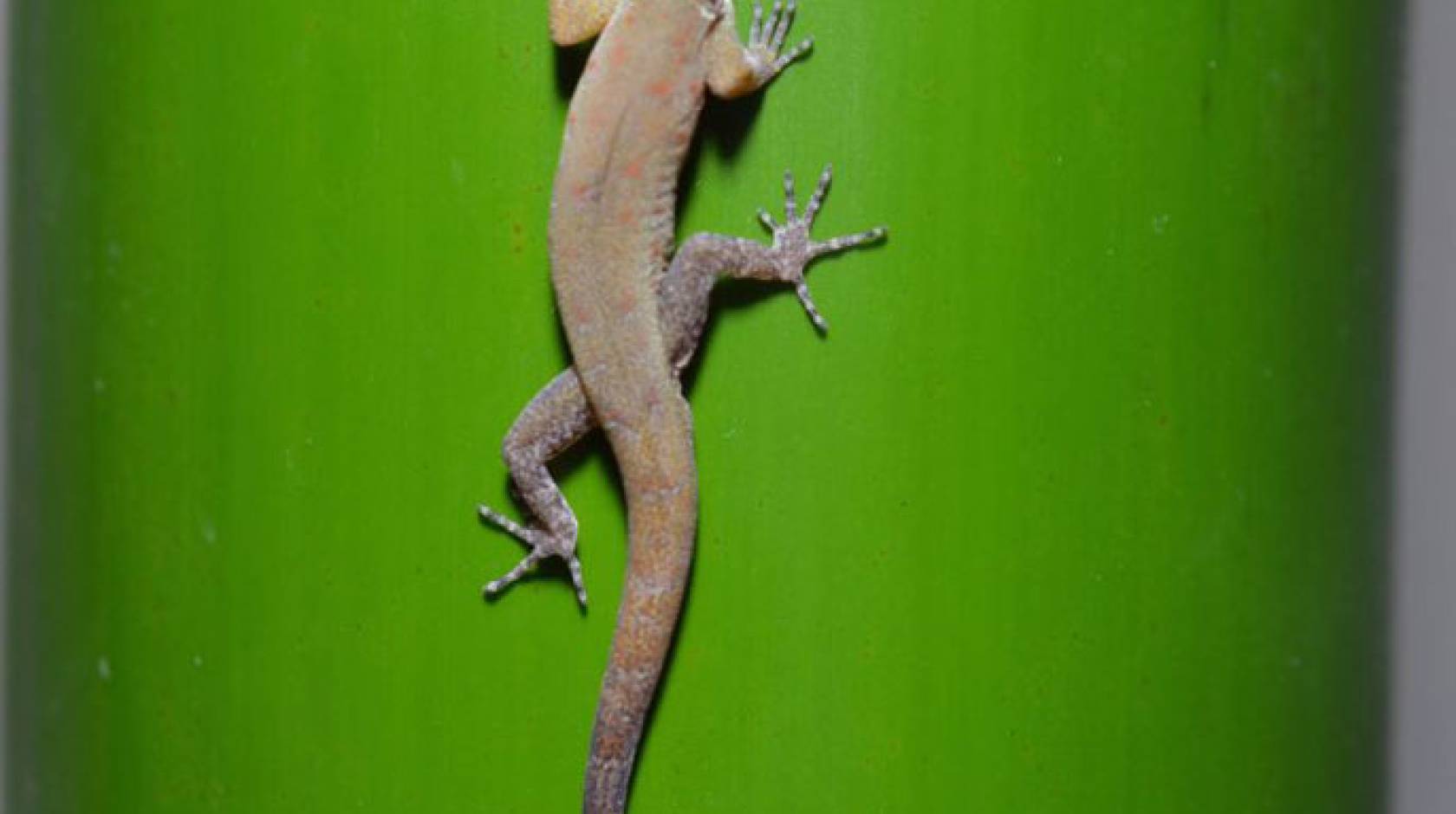 Gecko feet UC Riverside