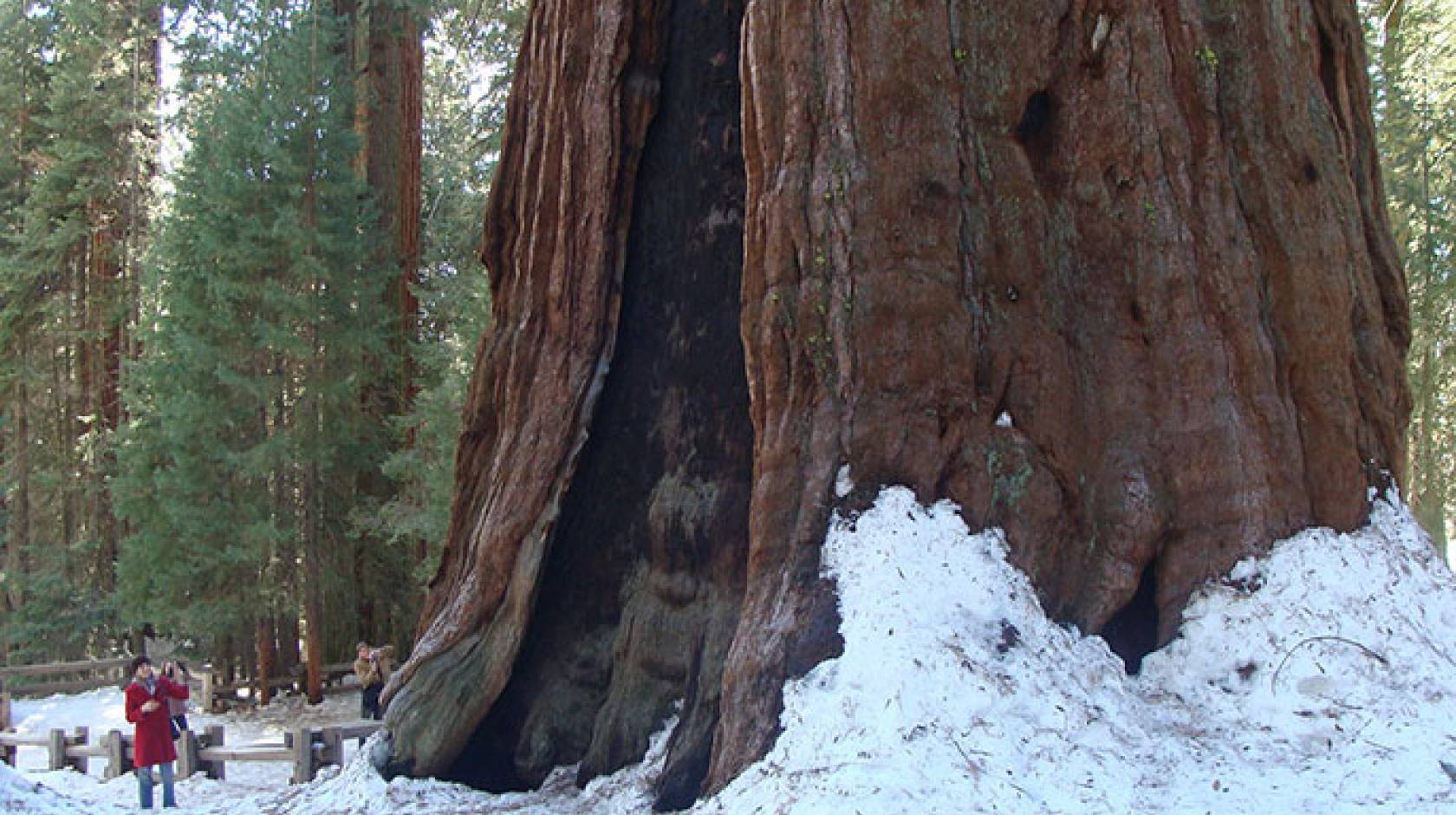 General Sherman tree