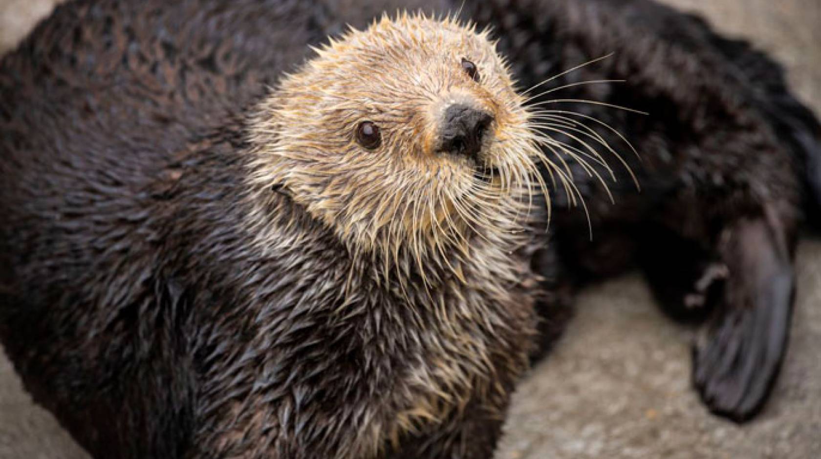 Gidget the sea otter
