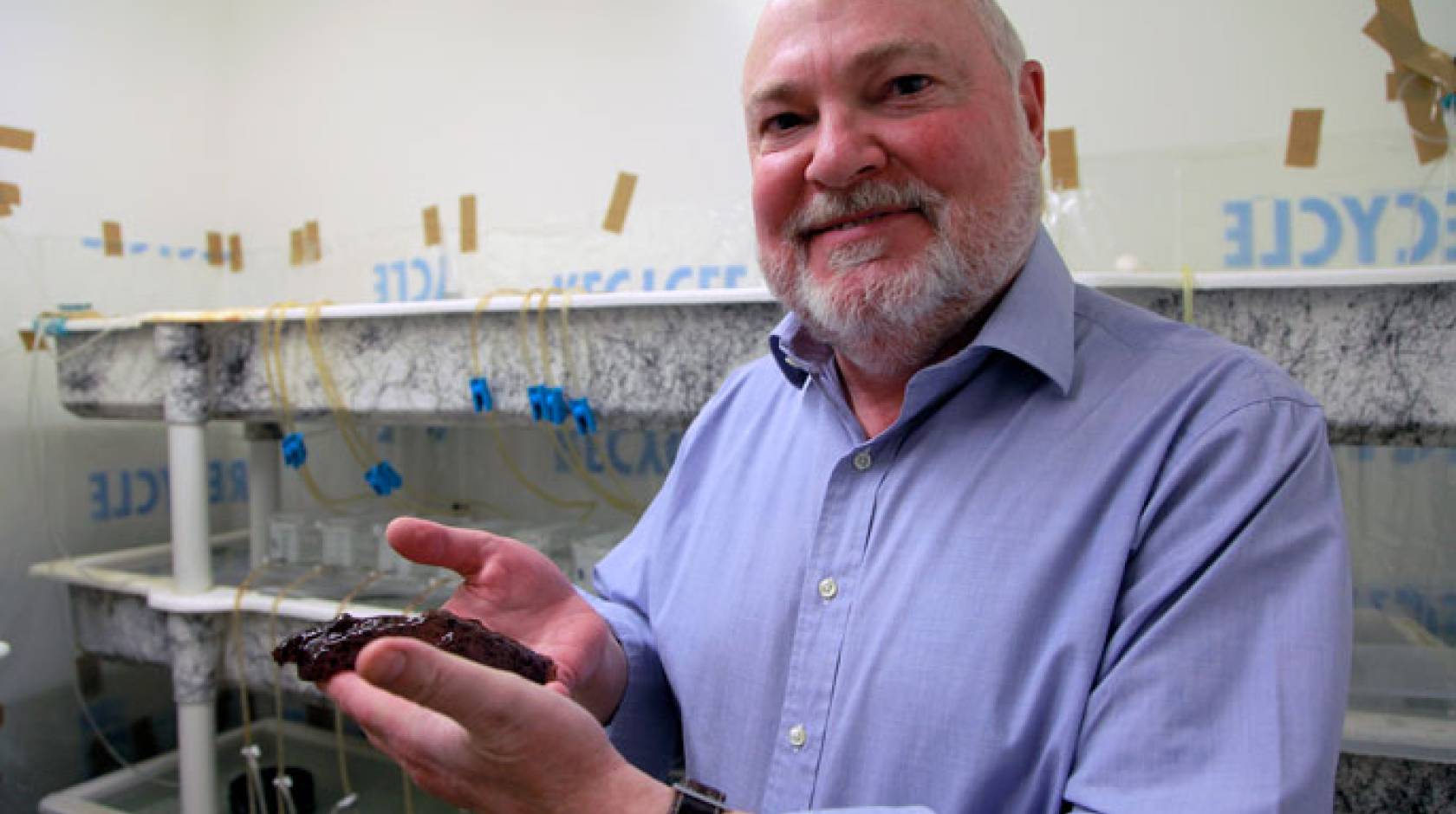 David Glanzman with marine snail