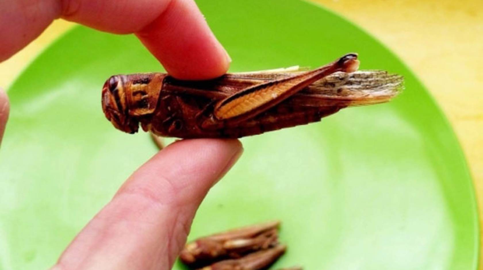 Grasshopper above a plate