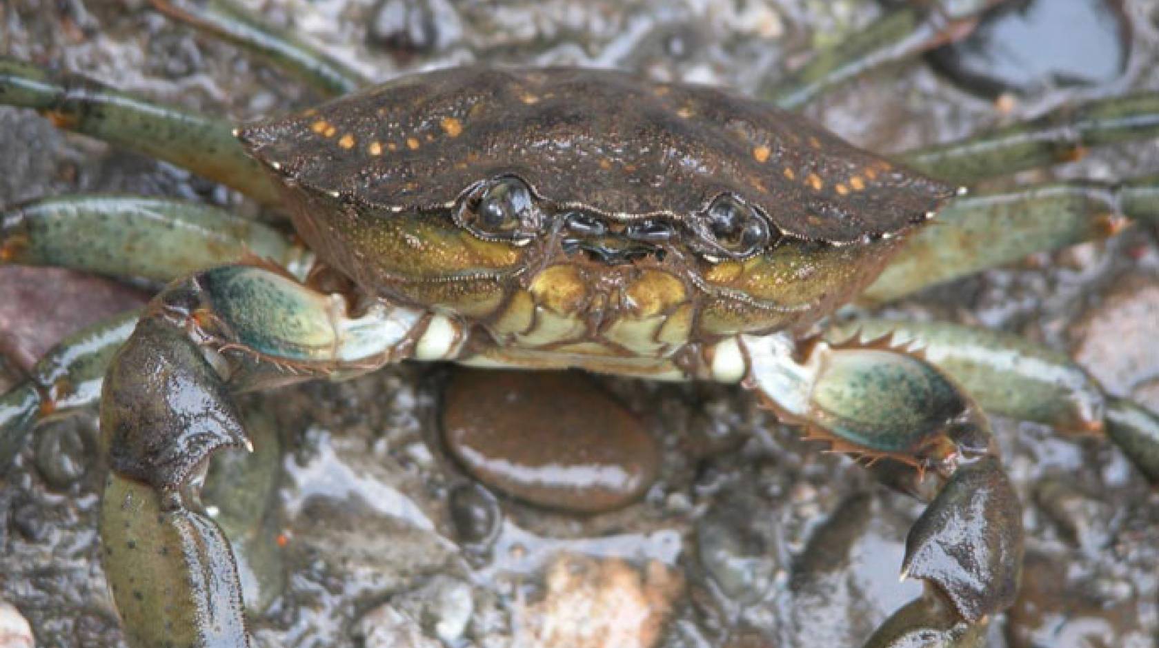 Green crab face