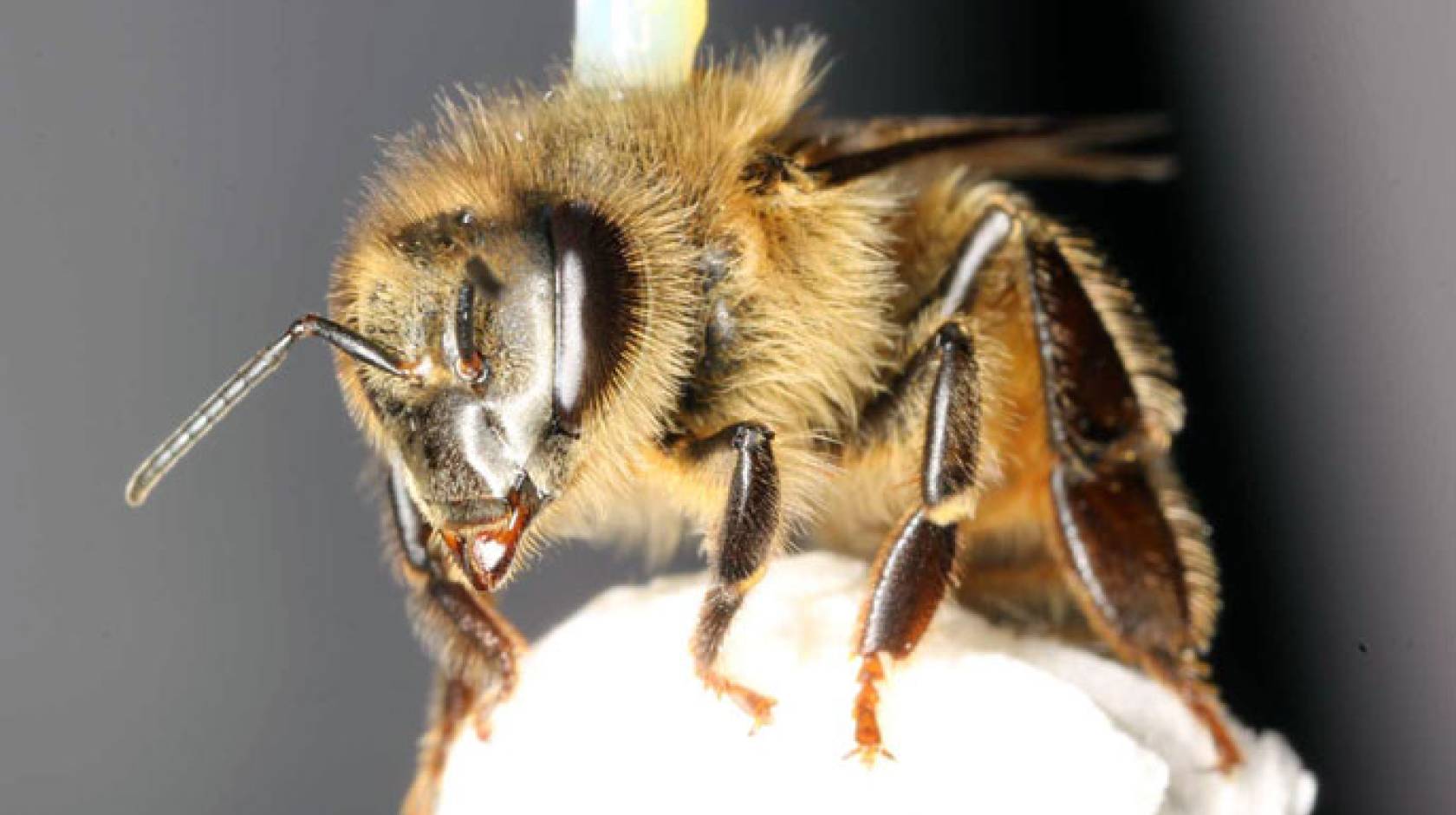 Honey bee pesticide