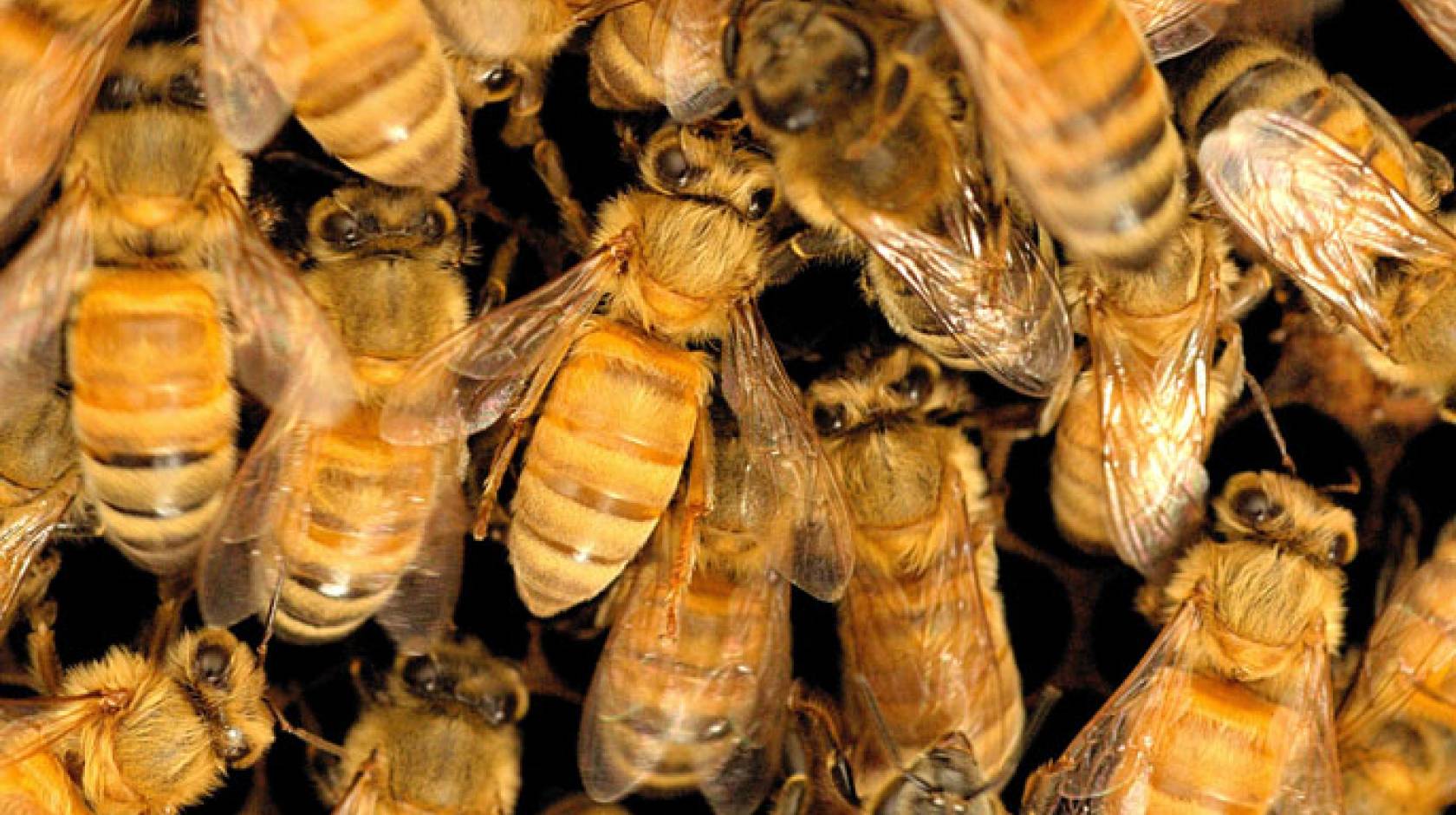 Pile of honeybees