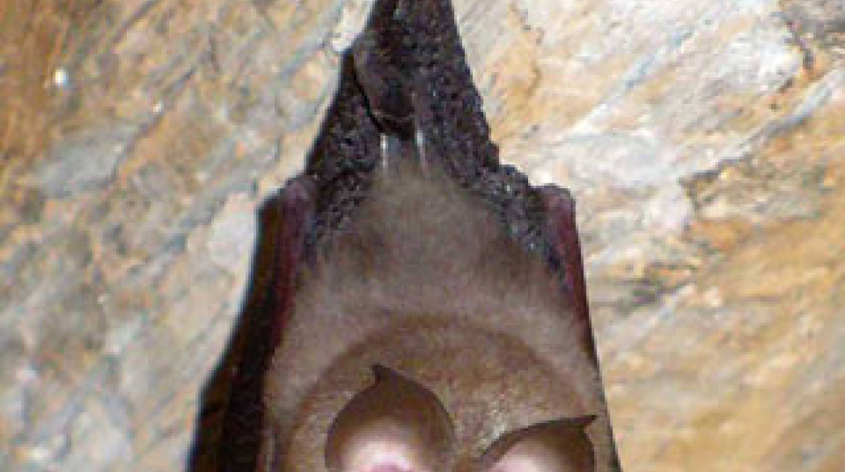 horseshoe bat