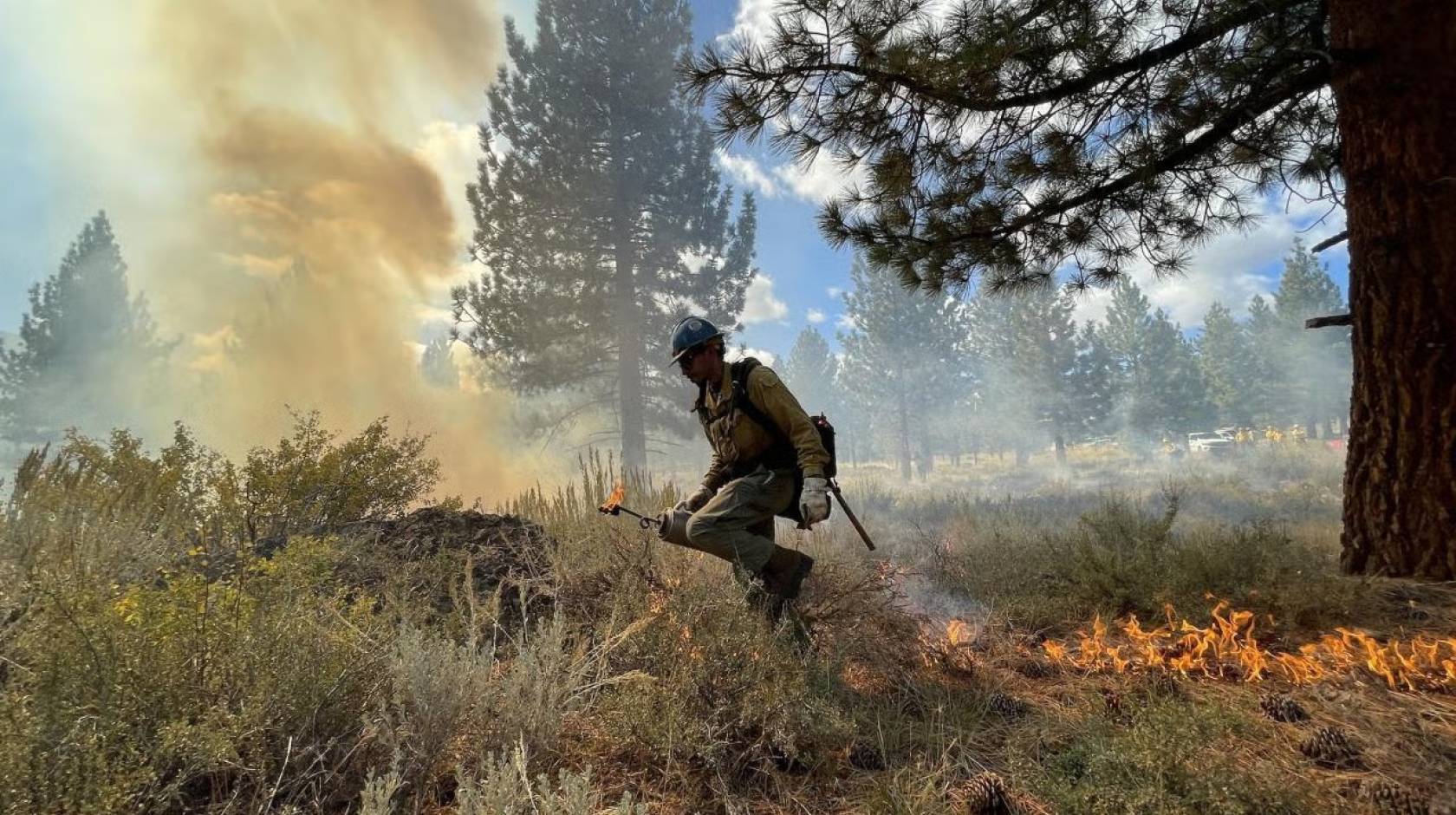 A firefighter performing a prescribed burn through brush with a tree to the side and trees in the background
